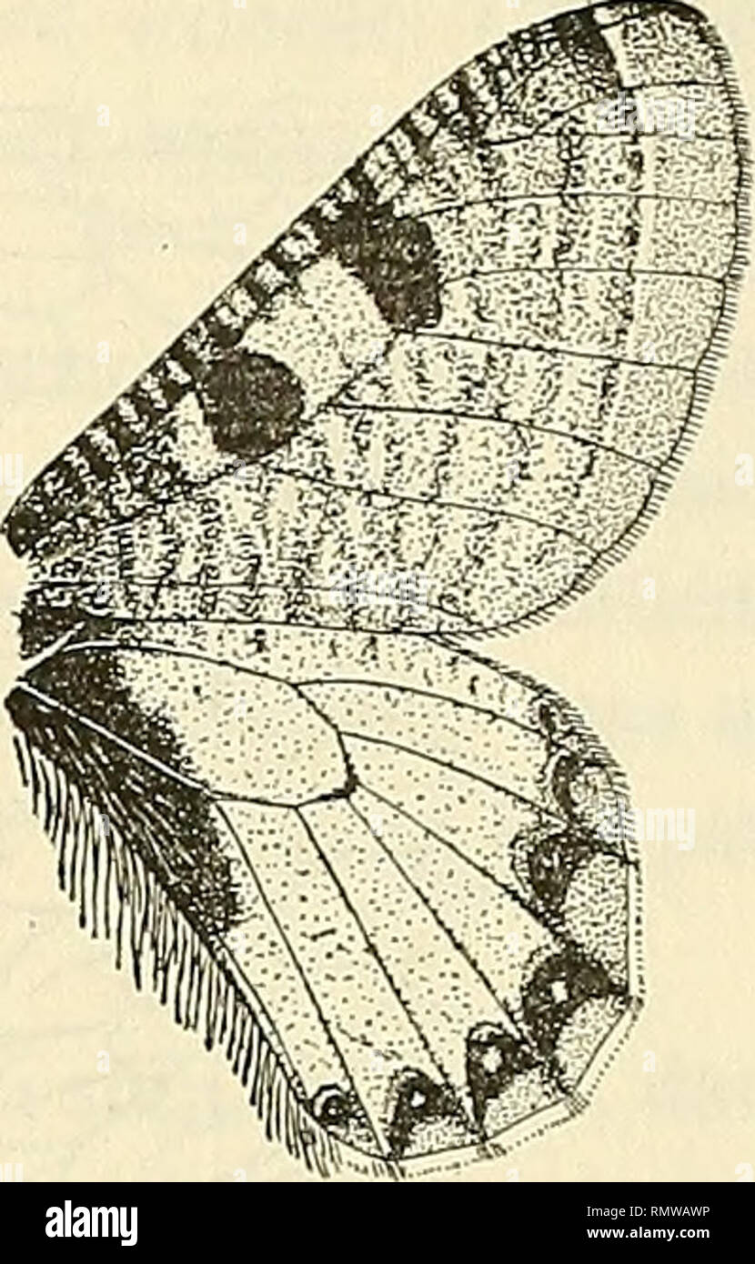 . Annales d'histoire naturelle. Fossile Wirbeltiere, Insekten. Abb. 2. - Hypermnestra helios Nick. c?. Abb. 3. - Clossiana tenedius Abb. 4. - Dorilis apollimis Ev. vgl. Hbst. d<. Ailes supérieures. - Le Dessin le plus Complexe est Offert par les Thais qui ajoutent au *, aux Haken précitées: une Série mehr oder weniger complète de Haken discales (représentées chez les Clossiana et Hypermnestra par la tache de l'Intervalle 1-2, de Développement variable), une bande de Haken submarginales pouvant atteindre Le bord interne et qui également existe toujours chez les Clossiana et Hypermnestra, Stockfoto