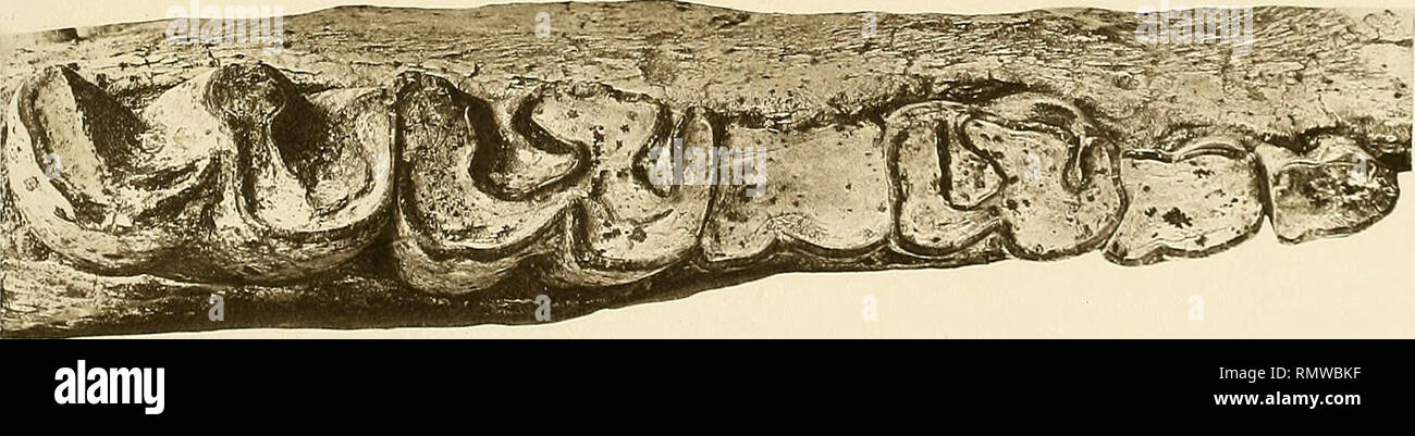 . Annales d'histoire naturelle. Fossile Wirbeltiere, Insekten. 1 Crârw. vtw Uyc/fsçr. na/: j... Af/aj-f^fiçr. naCj A.. Cmtriict Pliol D&amp; 03 I. ScW. si ^ ' crje'. Bitte beachten Sie, dass diese Bilder sind von der gescannten Seite Bilder, die digital für die Lesbarkeit verbessert haben mögen - Färbung und Aussehen dieser Abbildungen können nicht perfekt dem Original ähneln. extrahiert. Morgan, J. de (Jacques), 1857-1924; Frankreich. Ministère de l'instruction publique. Paris: E.Leroux Stockfoto