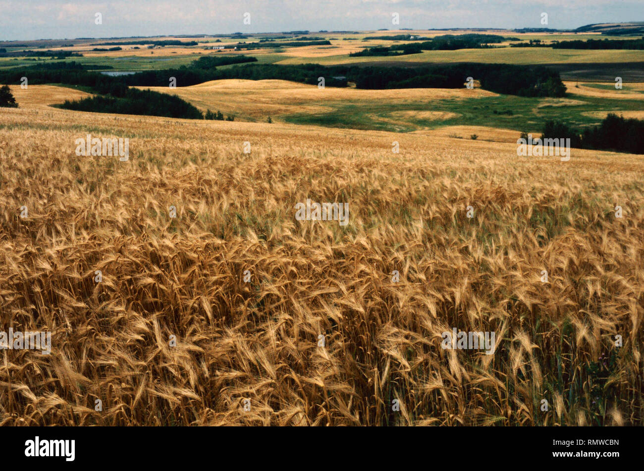 Gerste Felder, Saskatchewan, Kanada Stockfoto