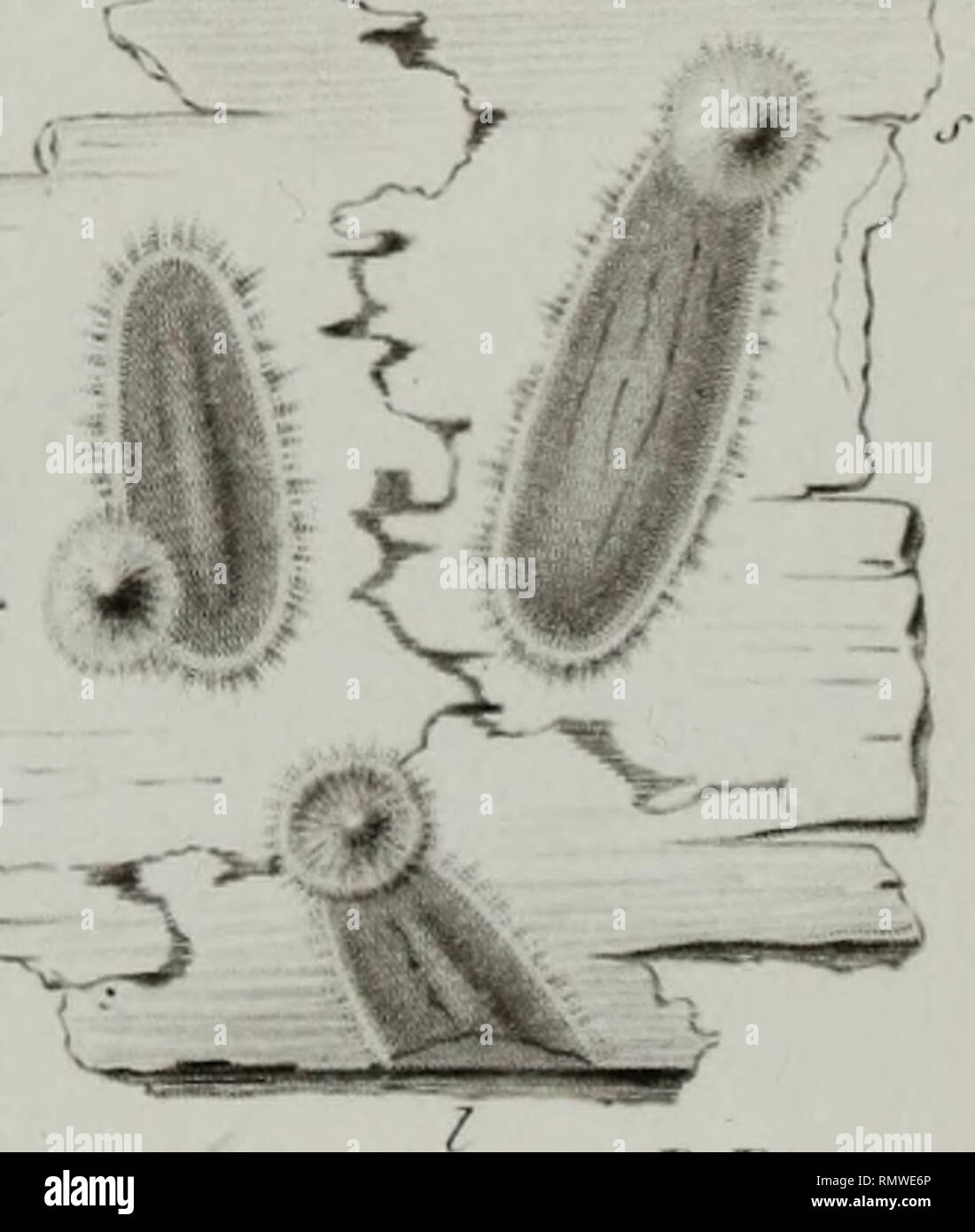 . Annales des Sciences Naturelles Botaniques. 5"-J,?.. / 'Picart se J-7. Bulgarien înquinans/? •. S-g. Peziza benesuada nu..zo-i //.. Hvsterium Rubi j-c-,?. Ist-jy. Quercinum Triblidîmu/w -..-. ,1 '.-'/./tnifi /, /.. I, v /, /,,/', r/i,. Bitte beachten Sie, dass diese Bilder sind von der gescannten Seite Bilder, die digital für die Lesbarkeit verbessert haben mögen - Färbung und Aussehen dieser Abbildungen können nicht perfekt dem Original ähneln. extrahiert. Paris Stockfoto