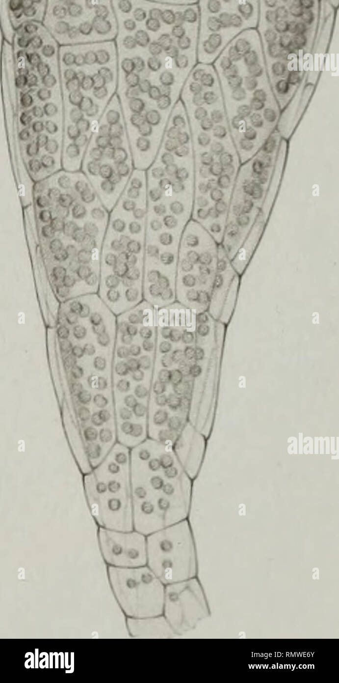 . Annales des Sciences Naturelles Botaniques. . Ràocreucc et Y7utre&amp; deJ. ? Ich' &Lt;Picart Si J'/ZS/Ar/a//t/t/ro//t< V/Vr. Bitte beachten Sie, dass diese Bilder sind von der gescannten Seite Bilder, die digital für die Lesbarkeit verbessert haben mögen - Färbung und Aussehen dieser Abbildungen können nicht perfekt dem Original ähneln. extrahiert. Paris Stockfoto