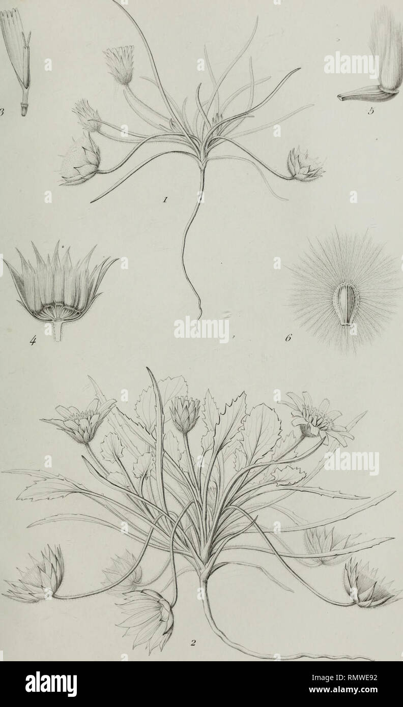 . Annales des Sciences Naturelles Botaniques. yJn/i. Jr r SC/i-/u-. / T&lt; r/. £ e Série-BOF-. Tome ist. /Y Z3. ^d. Rzocrevuz. Ich £ eZ. Me ffeT. &Lt;M&lt; inkl Se7; OZCT 71 / 7&lt;/7 W. JîéTnon. l rmp. t. Frer 77.--E, -f 7; ir, iJe. J. î. 111. Bitte beachten Sie, dass diese Bilder sind von der gescannten Seite Bilder, die digital für die Lesbarkeit verbessert haben mögen - Färbung und Aussehen dieser Abbildungen können nicht perfekt dem Original ähneln. extrahiert. Paris Stockfoto