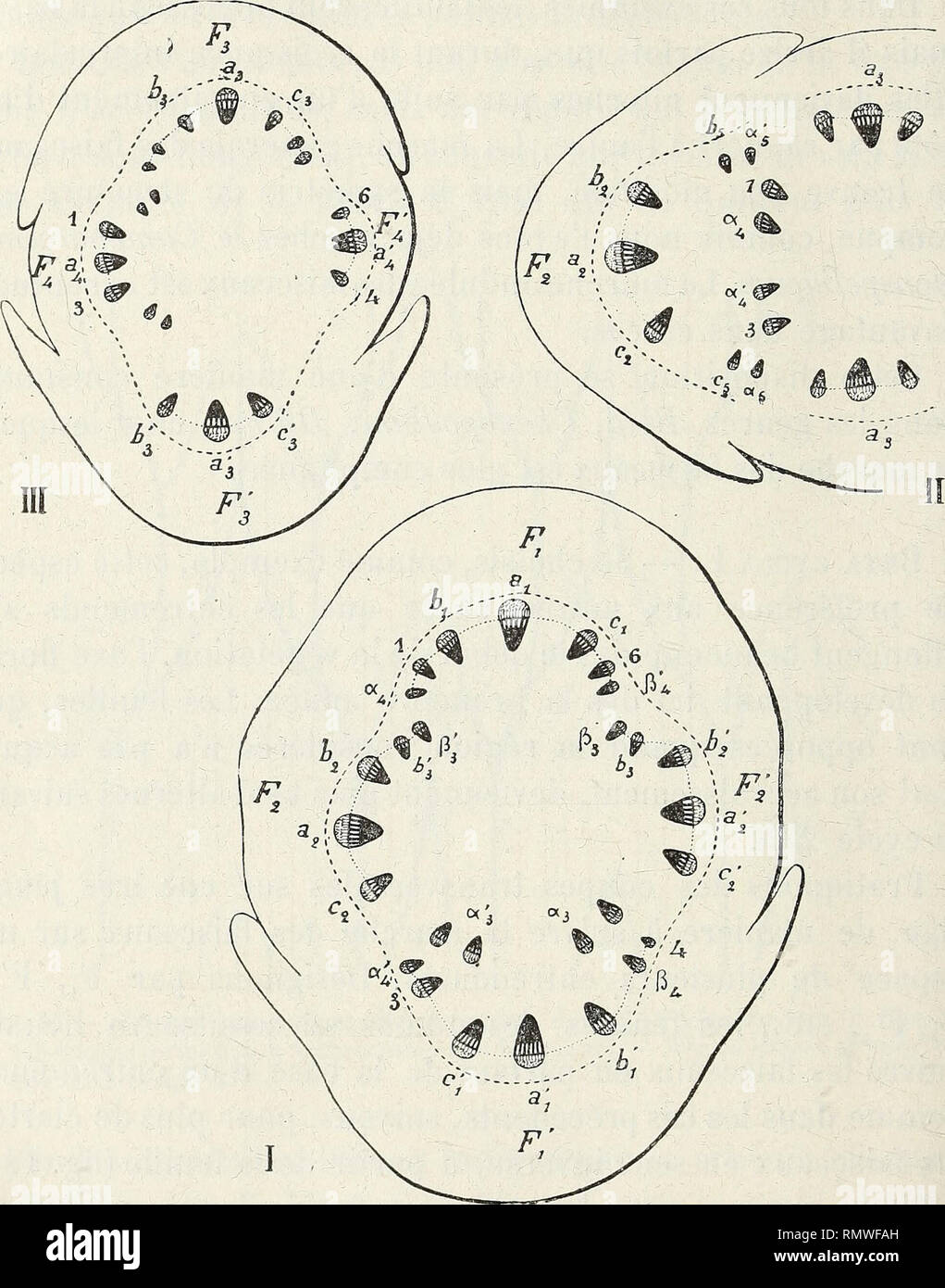 . Annales des Sciences Naturelles Botaniques. 206 G. FRON.de La Feuille, à des faisceaux qui Persistente dans le] cylindre Zentrale et ne sind autres que les faisceaux caulinaires ana-. Abb. 17. - Beta cycla L.-Abschnitte transversales de la tige | aux niveaux N1? N2 î Ns de la Abbildung 18. - 1, 3, 4, 6, faisceaux caulinaires fournissant Les faisceaux foliaires des feuilles Fi et F'4, de même que ceux de Feuilles F4 et F'4; Alf biy Cu "2 à 2 c2 etc., foliaires faisceaux de Feuilles Ft, F2, etc.; Al7a' l5 (SJ, Ak, a usw., Niederlassungen destinées à ehemaligen Les faisceaux au a, A2, etc. des feuilles Fl5 Stockfoto