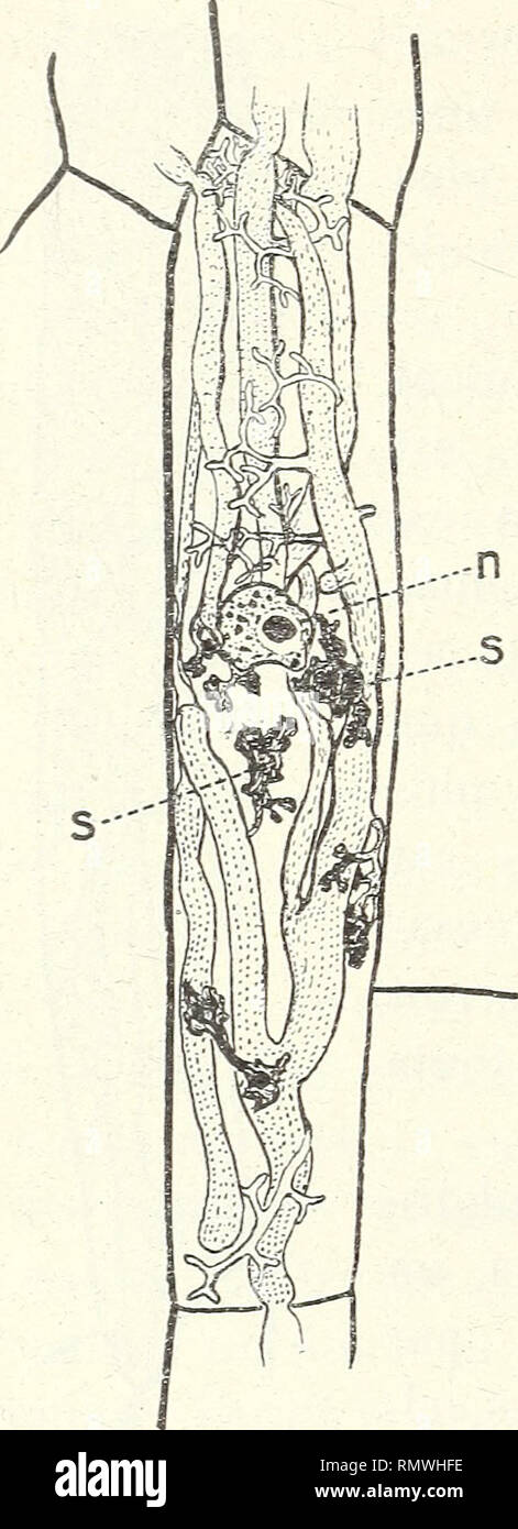 . Annales des Sciences Naturelles. 244 NOËL BERNARD punkt de pénétration observé dans cette Série de préparations. Autant que je Le vois Ici, les Filamente rampants grêles superficiels sind Bien plus que ceux de l'assise subéreuse. Sur des préparations de Ratschings âgées, Voit clairement qu'il peut y avoir pour une même Plage infes - tée des Points de pénétration multi-Ples,successifs ou simultanés. Il n'y a pas Impfung. Dans une autre radicelle de mes Plantes de Serre, un peu plus infestée que Celle qui vient d'être décrite, auf Voit des arbuseu-les, Mais assez Sou - aussi des dé Vent-b Stockfoto