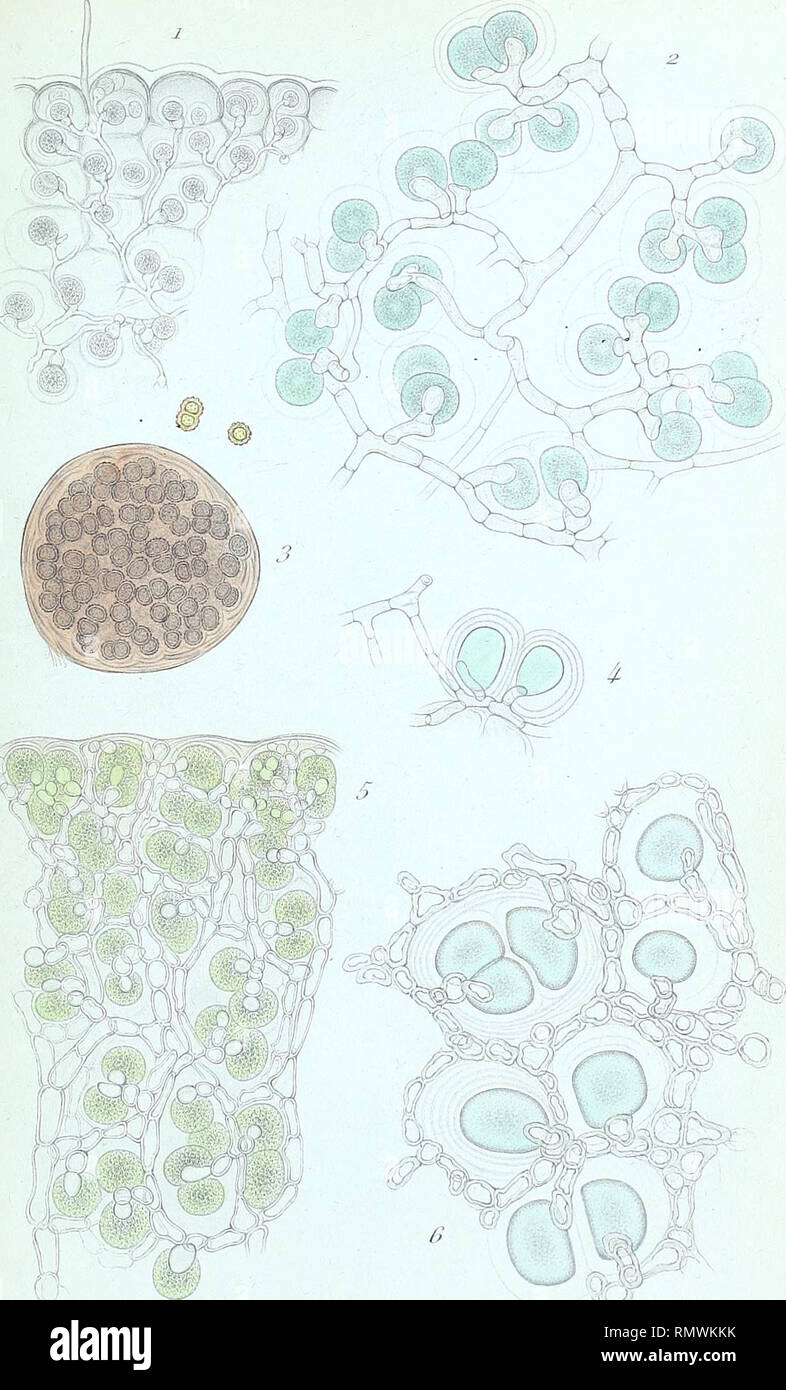 . Annales des Sciences Naturelles Botaniques. Ami.de-//ié1 y, 7* L. jS'.. Bornet del. Pi' Warenkorb j-r/. JI/riauj ist eine conf&amp; RTA-Bw/u2. S'i/Na/Issa fi/mp/w/' e&AMP;M/i auf. &Gt;. ('/&Lt;pocapsa ftrijojn/Wenn/ei,//?.//../' (V/r. Bitte beachten Sie, dass diese Bilder sind von der gescannten Seite Bilder, die digital für die Lesbarkeit verbessert haben mögen - Färbung und Aussehen dieser Abbildungen können nicht perfekt dem Original ähneln. extrahiert. Paris Stockfoto