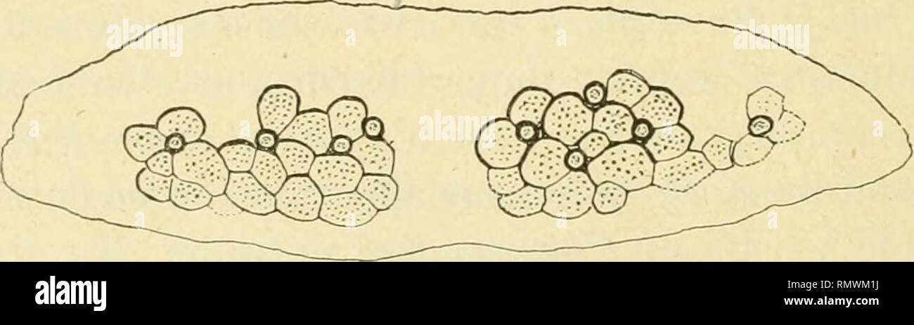 . Annales des sciences naturelles. Zoologie; Biologie. Abb. 68. - Che?'T?n Sobi: Massiv glandulaire céphali ([ue Droit d'un postérieur sexupare fixé sur Pinus nigra var. Doumeli; Chàtenay, 12 juillet 1909. Abb. 69. - Chermespini: Massiv glandu - laire Ci' phalique postérieur Droit d'un Si'xupare fixé sur Picea Orientale. d'être Séparées et chacune cerclées pour son compte, comme chez le Pineus Pini {û ^. 69). Pour les ailés sexupares, La même particularité différencie très bien les deux Espèces, Si l'on Exa-. Abb. 70. - Chennes strobi: Plaketten spinales Du l'^ segment Abdominal- d" un-sexupa Stockfoto
