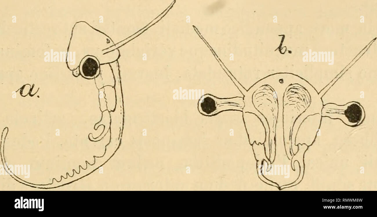 . Annales des sciences naturelles. Zoologie; Biologie. PIIYLLOPODES ANOSTRAGES 255 Saccukis oviger angustus, brevis. "LongilLido totalis 12-14 mm. Patria: Woodlnir (New Jersey) in America septentrionali, Coll. Dichtung Specimiiiaiion examinavi. Je dois menlionner Les différences que j'aperçois, dans la. - Abb. 35. - Eubranchipus Holmanii (Ryd). - A, o "caput eine latere: h.cS caput l'ronte, Sec. Ryder. Beschreibung de cette espèce, entre Byder et Packard. Lu plus Grande se Yoit entre les Dessins de Gissler publiés mv Packard (Le Vingt-deuxième clicbé) et ceux de Bi/der. Le Dessin publié par P Stockfoto