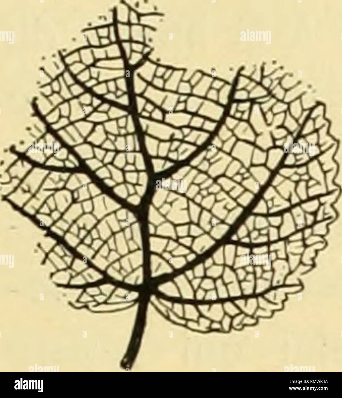 . Annales du Musée d'histoire naturelle de Marseille veröffentlicht, aux frais de la Ville ... . - .63-ne serait autre wählte que notre Tilia représenterait sylveslris dont Elle les plus Petites feuilles. Eine ne considérer que les caractères de l'Beispiel, c'est avec cette espèce que cette Feuille ein le plus de Rapporten. Le doute est Encore plus Grand en ce qui concerne La comparaison avec Les espèces Fossilien. Il serait superflu de vouloir la Spannrahmen. Nous n'avons pas Affaire à un-Typ archaïque, Mais à un^^^ vafri 7 (Co'viKli [i)''''^' égétal qui se rapproche beaucoup de ceux de la nature actue Stockfoto