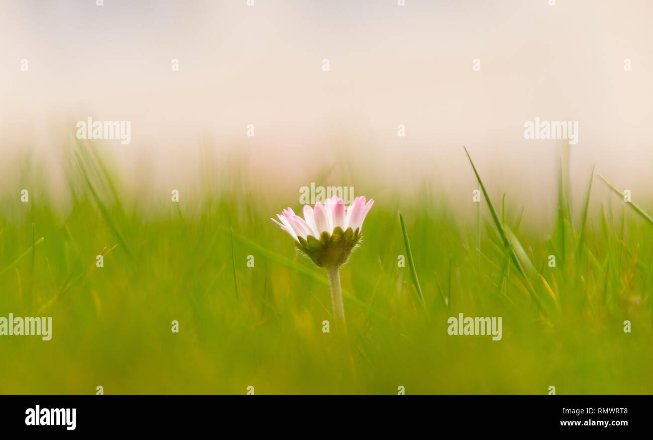 Eine einzige Daisy im grünen Gras Stockfoto