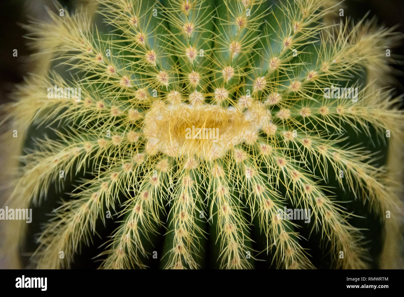 Eine Schwiegermutter sitz Kaktus in einem botanischen Garten Stockfoto