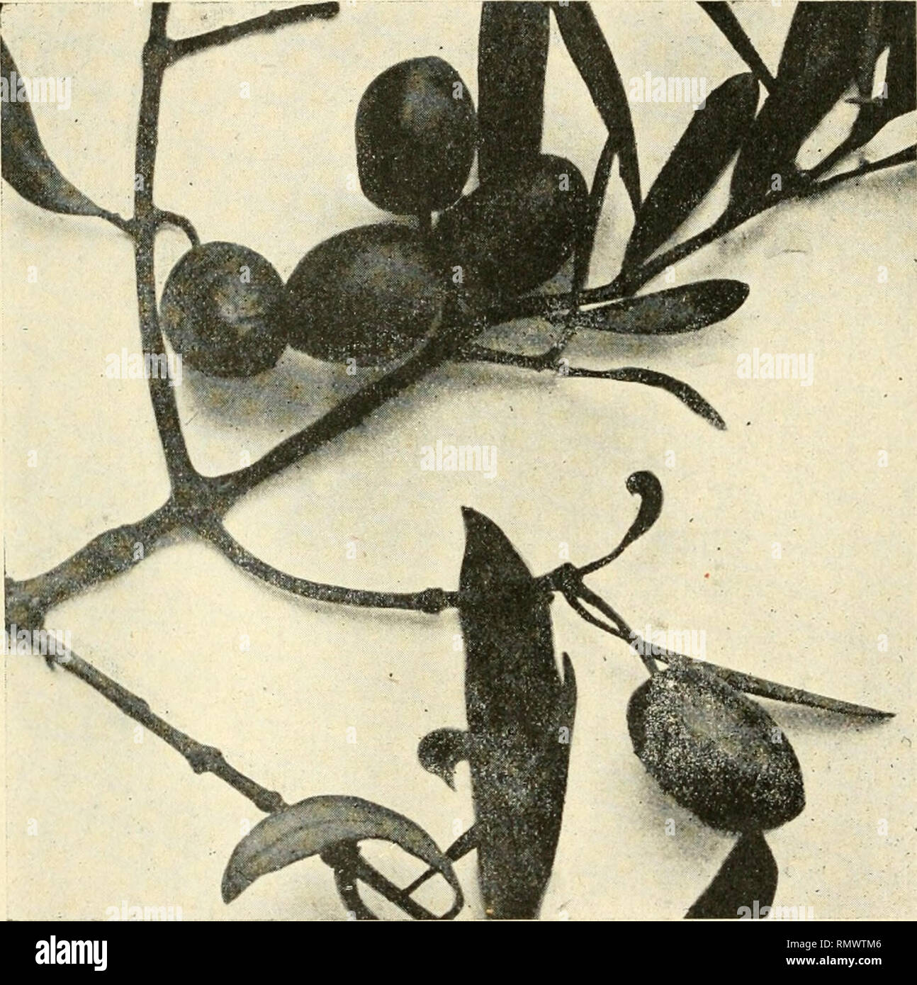 . Annales des sciences naturelles. Pflanzen, Biologie. 264 J. RUBY Cayet blanc (Var). Arbre assez Grand, moyennement vigoreux; Port érigé; Niederlassungen principales redressées dégarnies verticalement, de la Base; couvert Léger; teinte générale terneblech. Rameaux nombreux, Gerichte, tendant à se redresser, wichtige ins leurs feuilles de Bouquets terminaux; jeunes pousses. Abb. 81. - Cayet blanc (Var). assez verdient; Winkel accusés seulement à l'extrémité; écorce grisâtre; noeuds saillants, rapprochés. Feuilles peu divergentes, généralement redressées avec Le Rameau, moyennes, épaisses, fermes, Droites, Stockfoto