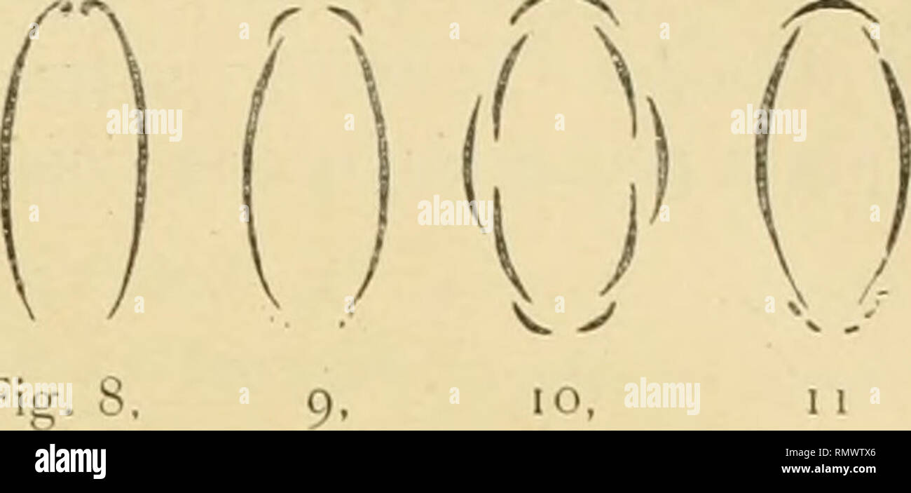 . Annales du Musée d'histoire naturelle de Marseille veröffentlicht, aux frais de la Ville ... - 11 - Ich "La section De Lt'piJocolc' uns ((ïg. 8 du Texte), est une Ellipse simplement formée par deux Bögen calcaires^ redressés Du côté dorsalen ou carénai; 2 "Dans T. Peachi (Wig. 9 du Texte), deux Plaketten dorsales apparaissent exté - r&gt; rieurement à droite et à gauche du Grand. diamètre de l'Ellipse. Le revêtement Du côté ventralen est inconnu; 3°T. Wrighliaiia (Abb. 10 du texte Abb.-8. nous semble montrer un anneau de dix Plaketten formé de deux verticilles, l'un de 4 et l'autre de 6 Plaketten; Stockfoto