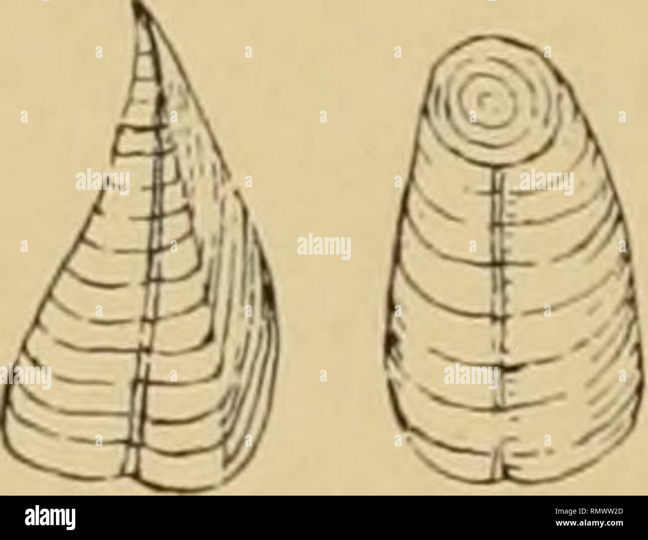. Annales du Musée d'histoire naturelle de Marseille, veröffentlicht aux frais de la Ville ... Sous Le nom de Chiton ivnghtianus qui est devenu ainsi Turrilepas wnghtiana. Pi. V, Abb. 7. L'exemplaire typique qui provient du Silurien (Gothlandien moyen) de Wenlock (ecosse) se présente comme un Corps cylindrique, aplati, légèrement avec arqué concavité ventrale et Couvert de Plaketten strobiloïde imbriquées (Struktur). Ces Plaketten forment Dix séries longitudinales, Cinq sur chaque Gesicht, savoir: Deux petites séries de marginales Plaketten, une Série dorsale ou carénale sur le Long côté Convex du fossilen Stockfoto