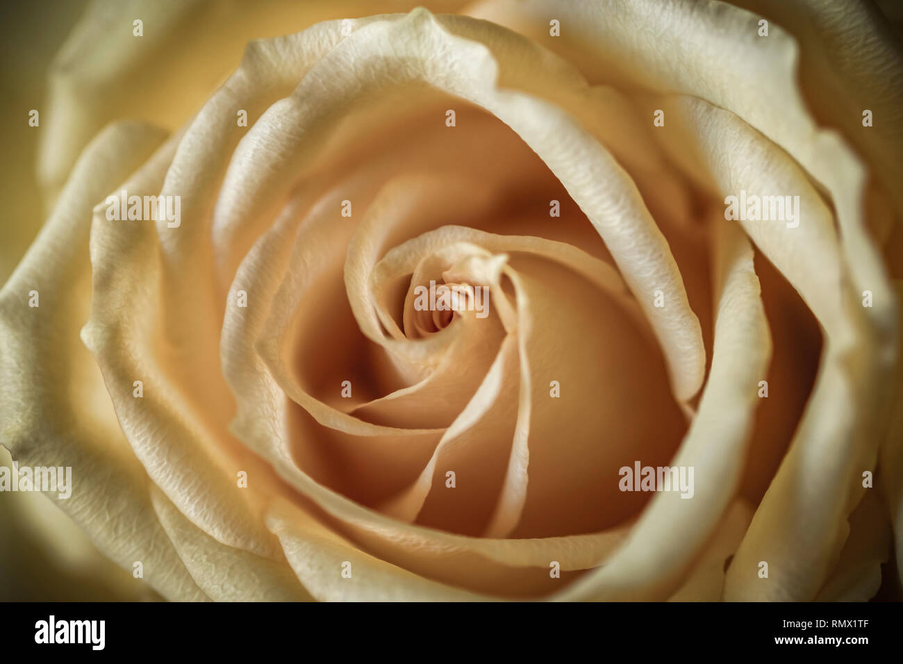 Makroaufnahme einer gelben Rose Stockfoto