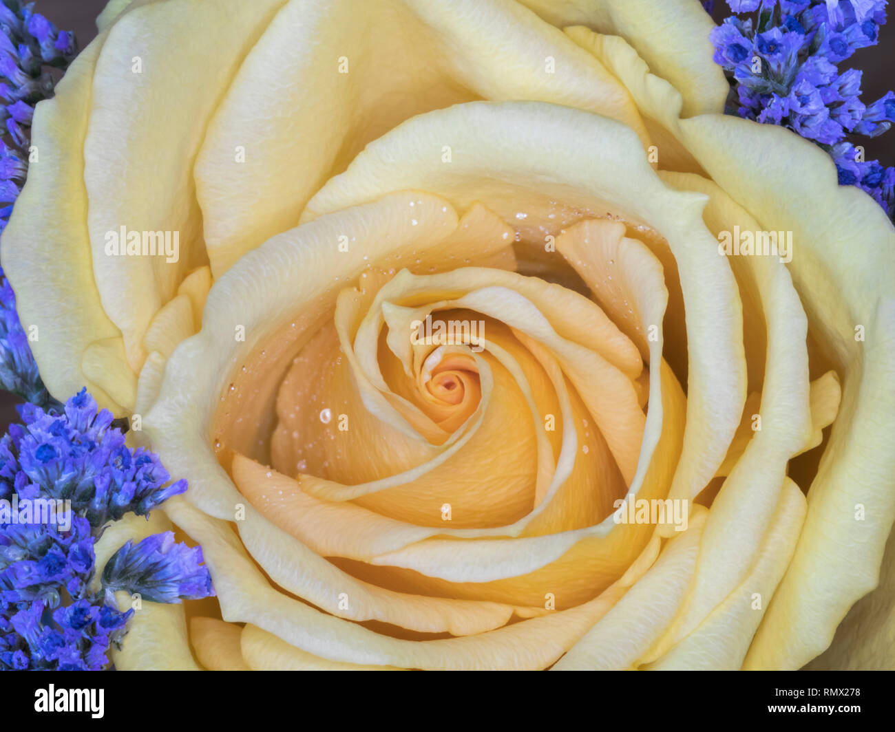 Makro des Gelbe Rose mit Purple Statice mit Tau Stockfoto
