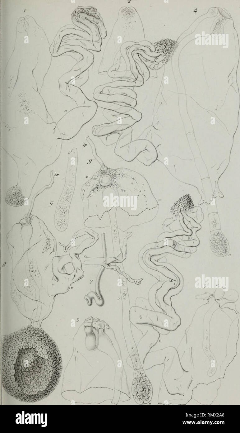 . Annales des Sciences Naturelles Botaniques. , /,:&Gt;? Sct'ene. Nat. ^ e St-Bot. Tome A. PI. 8.. /, //S. Picart se Embryogénie les Labiées. i-j Beto 7 iica o/ficinalù Z tf-ç 3'. jrrandtflora. "Wïlld. JV Remond un/> r,,/EJ-Noyers, 6 S. Bedächtig-. Bitte beachten Sie, dass diese Bilder sind von der gescannten Seite Bilder, die digital für die Lesbarkeit verbessert haben mögen - Färbung und Aussehen dieser Abbildungen können nicht perfekt dem Original ähneln. extrahiert. Paris Stockfoto
