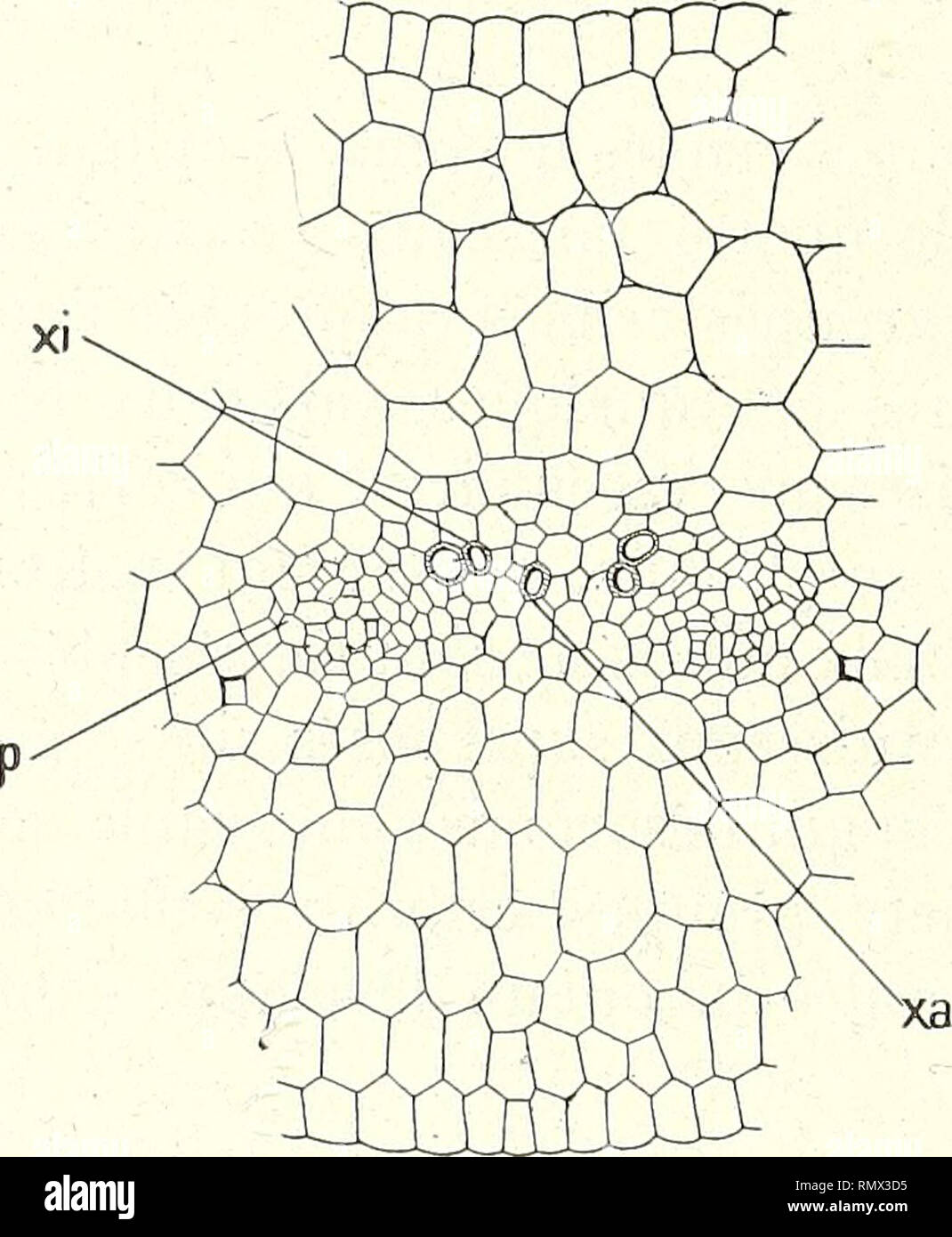 . Annales des Sciences Naturelles Botaniques. 414 GUSTAVE CHAUVEAUD plus représentée dans la nervure Mediane. Dès lors Les divers Gruppen d conducteurs Éléments ont tous La même Disposition superposée. Dahlia coccinea. - Dans la radicule de cette plante il y a Quatre faisceaux criblés et Quatre faisceaux vasculaires alternes qui se continuent Jusqu'au Sommet de l'hypocotyle. Mais, Tandis que dans la radicule Chaque faisceau vasculaire est composé de Trois vais-seaux De radiale, dans l'hypocotyle, et même dès la Base, il n'est plus com-posé que de deux vaisseaux ou même d'un Seul vaissea Stockfoto