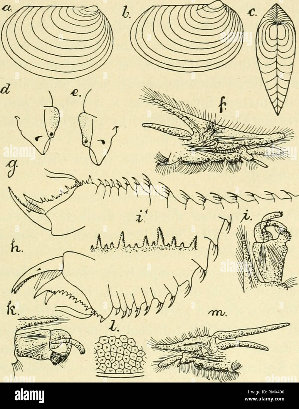 Annales Des Sciences Naturelles Zoologie Biologie 79 Lioribus Phyllopodes Conchostraces Brevioribusque Segmenta 4 Medialia Setis 3 Et Seg Menta Denique 3 Anteriora Seta Soliim Unica Armata U 8 H Pars Apicalis