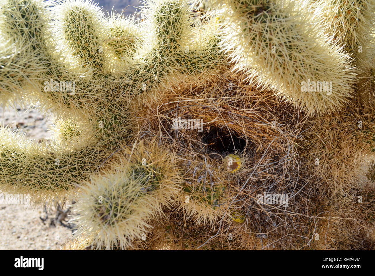 Teddybär cholla Cactus (Cylindropuntia Bigelovii) mit einem Kaktus wren (Campylorhynchus brunneicapillus) Nest, Joshua Tree National Park, Kalifornien Stockfoto