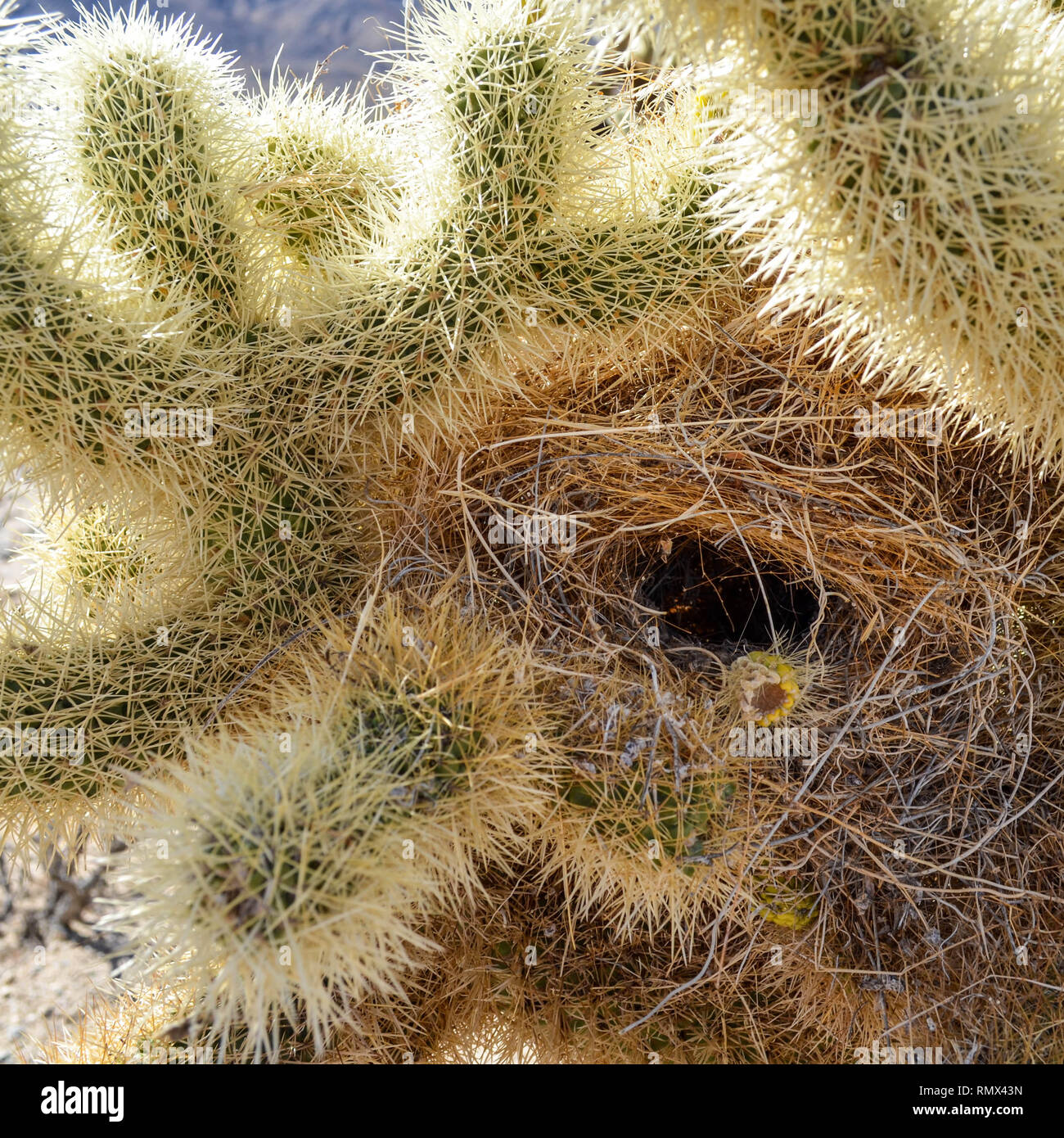 Teddybär cholla Cactus (Cylindropuntia Bigelovii) mit einem Kaktus wren (Campylorhynchus brunneicapillus) Nest, Joshua Tree National Park, Kalifornien Stockfoto