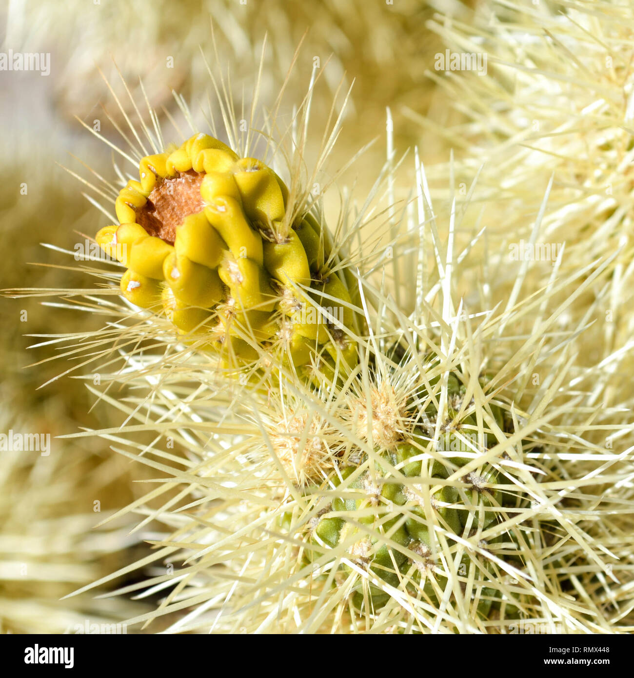 Ein fruchtkörper Teddybär cholla Cactus (Cylindropuntia Bigelovii) im Joshua Tree National Park, Kalifornien, USA Stockfoto