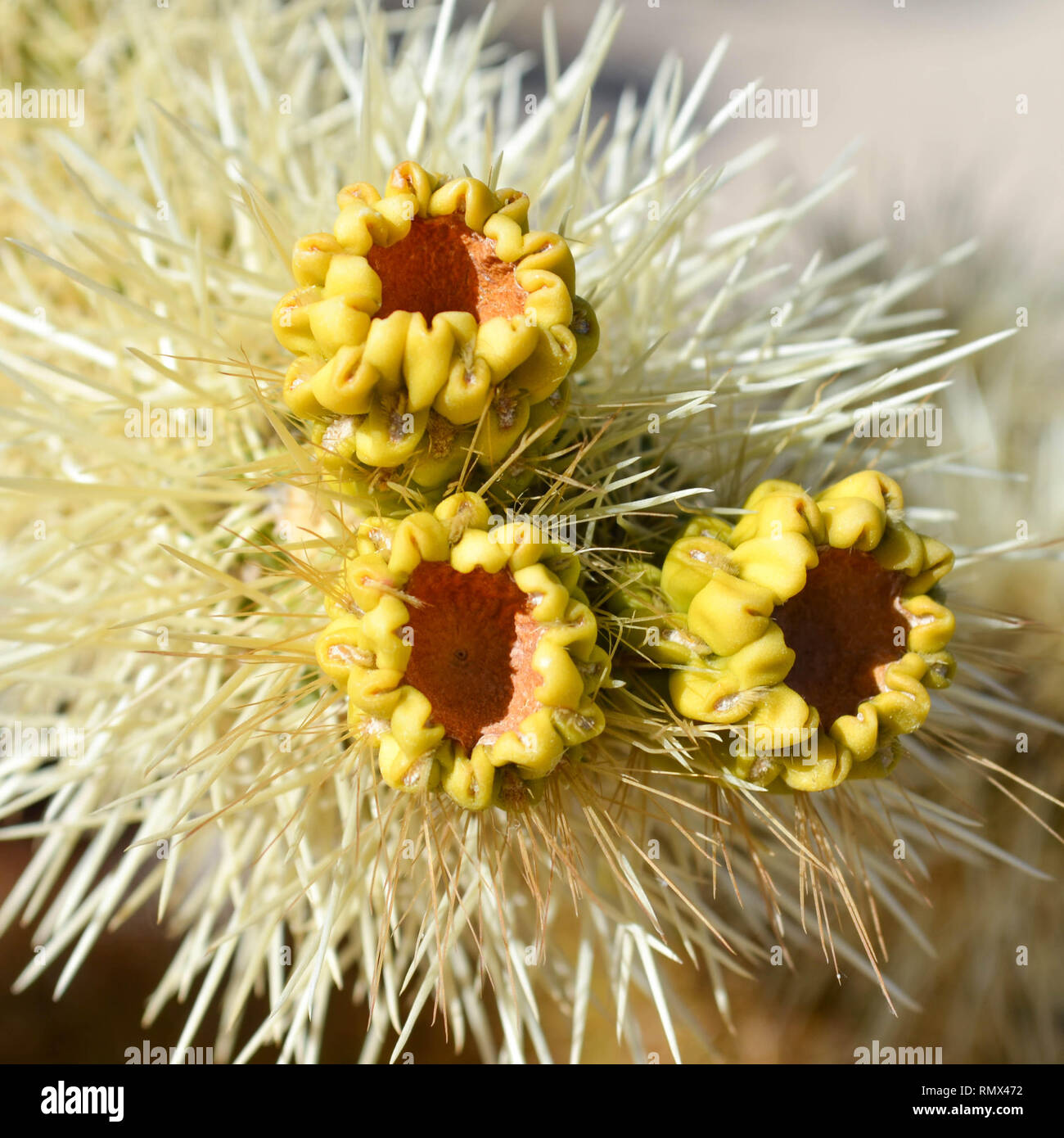 Drei Früchte am Ende eines Teddybären cholla Cactus Niederlassung, Joshua Tree National Park, Kalifornien, USA Stockfoto