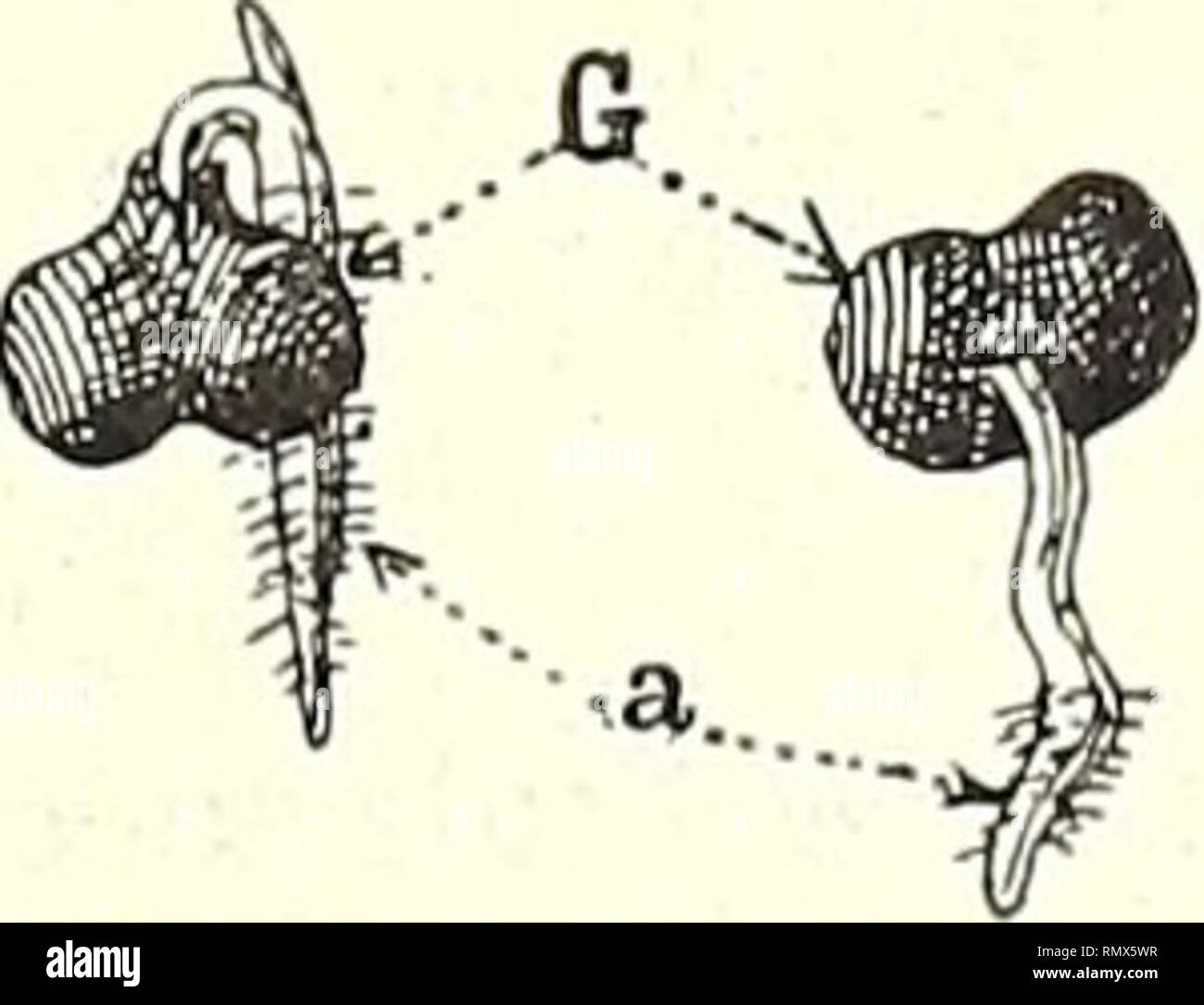 . Annales des Sciences Naturelles. Botaniques et même sur les côtés de la Perle - Abb. 29. - Putschist successifs d'une Keimung de Trachycarpus excelsa; G, graine; pc, pétiole cotylédonaire; gc, gaine cotylé - Donaire; r., Première Racine. - 2/3 Grandeur naturelle. Maultier, où Elle se trouve en Conti-nuité avec des Fdes de cellules Sé - parées de l'Gebrauch par une ou deux autres Fdes. Dans cette espèce, l'assise pilifère n'acquiert Pas de poils absorbants. Bien entendu, les Oberflächen du pétiole cotylédo-naire, de la gaine et de La Racine, s'exfolient et ne Ehemalige semblent ainsi qu'une Oberfläche c Stockfoto