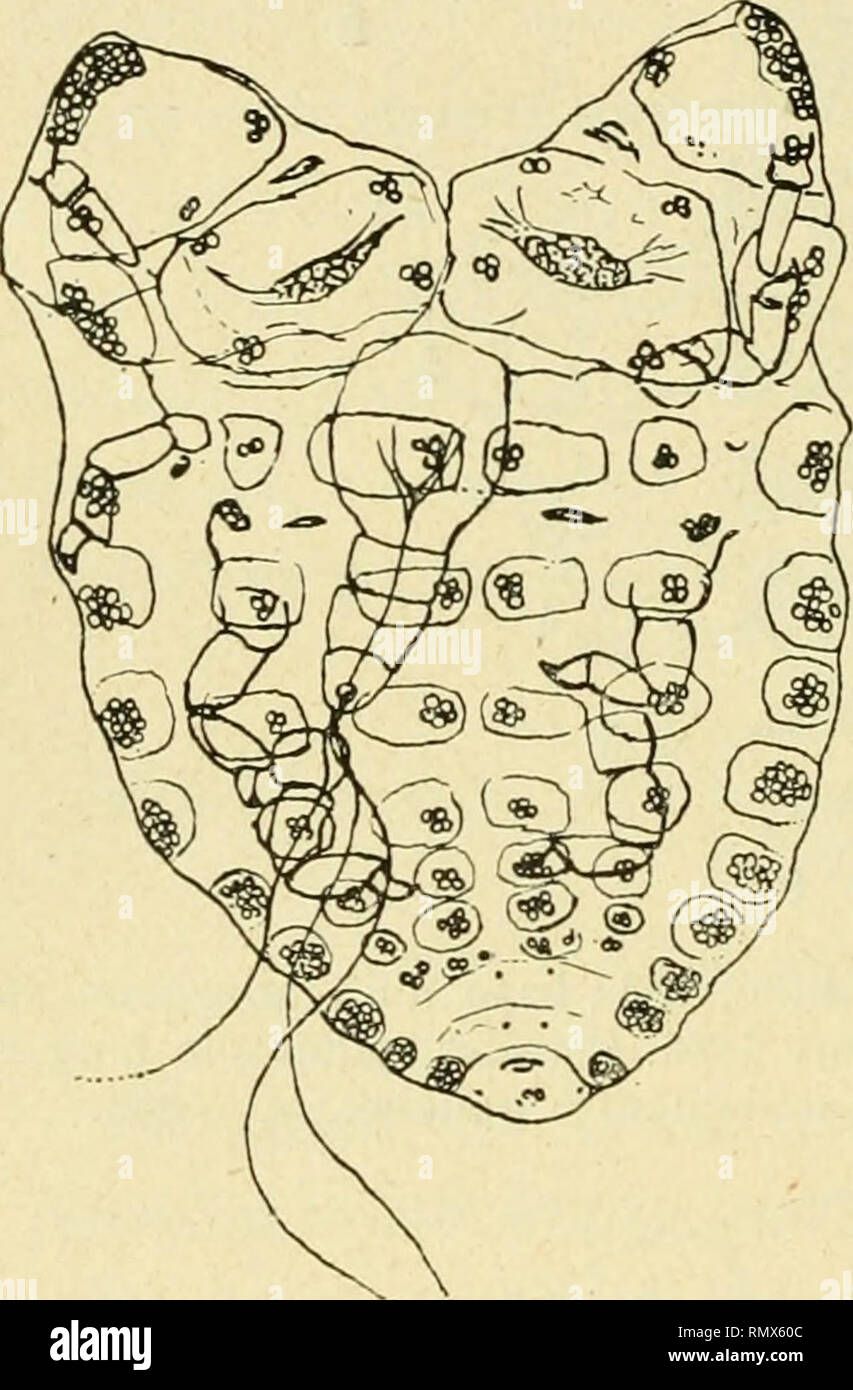 . Annales des sciences naturelles. Zoologie; Biologie. 196 PAUL MARCHAL Segment abdominal. Les deux Plaketten spinales Du 7^segment Abdominal- Étant confondues, Les glandes spinales se fusionnent également à leur Nebenklägerin postérieure. Les glandes spinales du prothorax se présentent Les formes d'une étroite Bordüre. : ^6 Stade. - La dépouille Correspondant au 2 © Stade de la fondatrice est repré - sentée fîg.li; il n'existe aucune différence sinnvolle entre le 2^ Stade de la fondatrice et le 2e Stade du sistens.. Bitte beachten Sie, dass diese Bilder aus gescannten Seite Bilder, die wurden di extrahiert werden Stockfoto