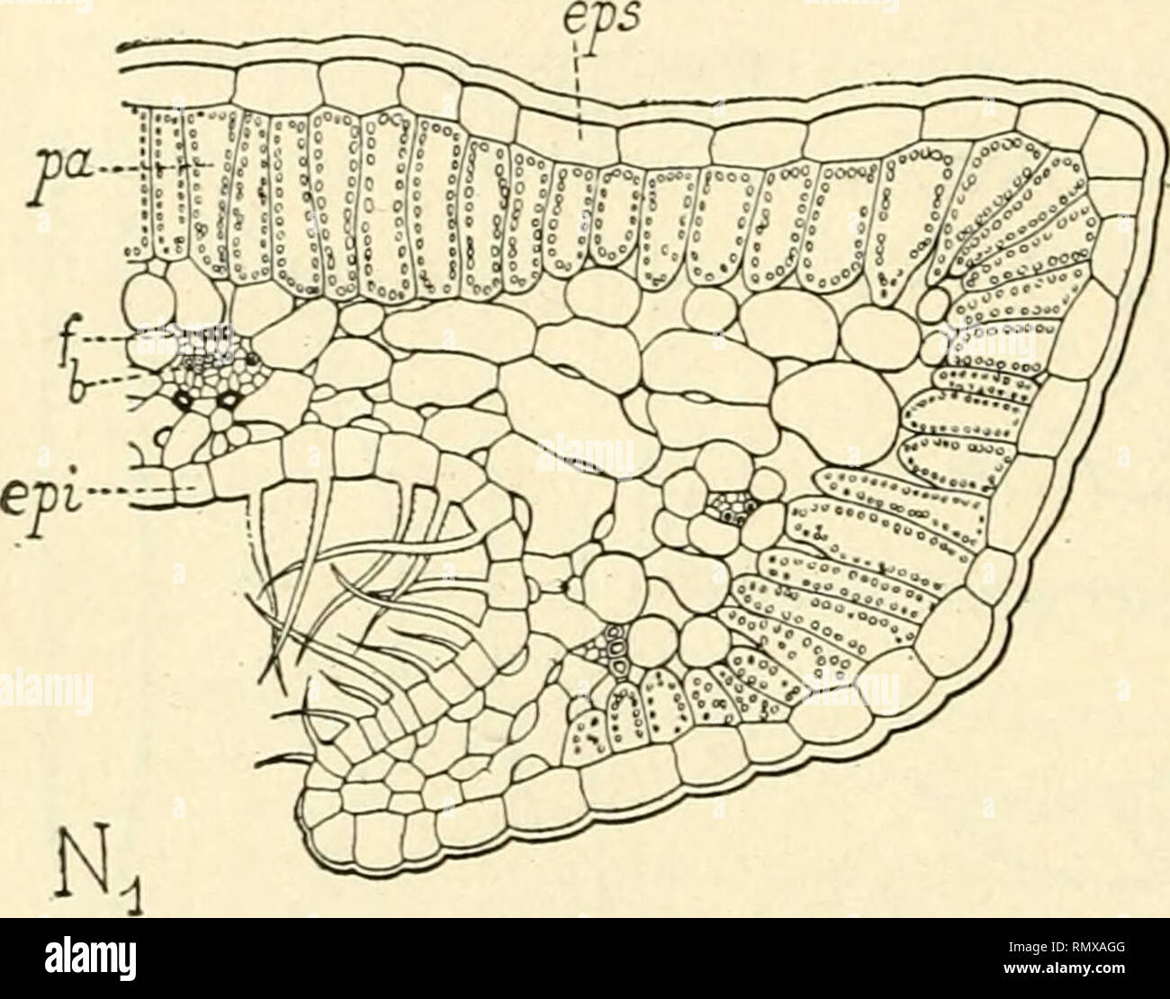 . Annales des sciences naturelles. Pflanzen, Biologie. 350 C. HOUARD. Struktur d'une Feuille anormale. - Les modilications de Struktur subies par les feuilles de la cécidie sind assez considérables: Celles-ci s'allongent peu et n'atteignent que 3,5 millimètres au lieu de 6,6 millimètres. Elles s'insèrent par Une große Basis sur le Rameau conservent et Ne Pas Par-la même largeur tout, comme dans le Limbe normal (com-parer N, et A, , Abb. , heraus. 125 et 126 i; c'est Vers leur Milieu qu'elles s'élargissent au maximum (2 Millim. au lieu de 1 Millim.). Les Dents espacées épaisses et du bord de La Feuille n Stockfoto