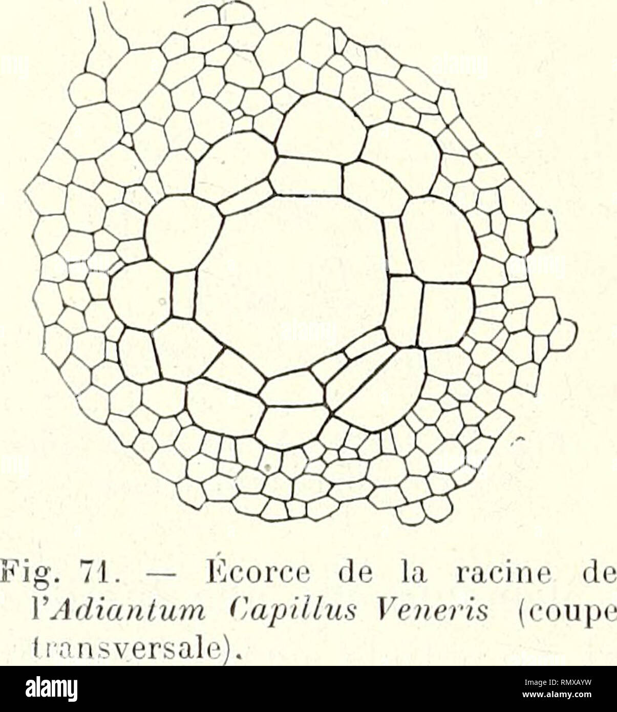 . Annales des Sciences Naturelles Botaniques. 370 FERNAND PELOURDE.des Bandes de tissu scléreux. Le Rhizom a deux Cercles de faisceaux, Séparés par deux Plaketten scléreuses: s. Aquilinum. 10°Genre Allosorus. Le pétiole n'a à sa Base qu'un faisceau, dont le Bois est en forme de V, à-Niederlassungen non terminées en Häkeln à Leur extrémité: A. crispas. 11°Genre Adiantum. L'endoderme de La Racine est entouré par une ou Deux assises de cellules beaucoup plus Grandes que Celles du Reste de l'écorce (Abb. 71): A. Capil-lus Veneris.. 12°Genre Nothoclaena. A.-L'endoderme de La Racine est entouré PA Stockfoto