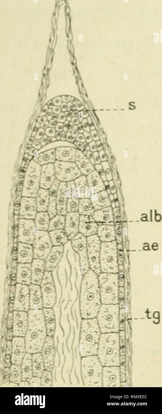. Annales des sciences naturelles. Pflanzen, Biologie. 58 S. M LAVIALLE""" Bali (. ka-Inanonvska {) Signale en 1809, Chez la Digitale pourpre Ri ilaulres prolongemenls Scrofuhiriacées, Dos d'ori-giDo< (Eii (lospei bin ich (| iie". (| ni s'élargissent et forment eliacun f^un"/Tau." slonum contenant Les noyaux Libres, dans les Régions et (micropylienne lialazienne. Le même auteur indique lu Beziehung (jui existe entre la présence d'un liaustorium et la Grande épaisseur des téguments, chez les Gesnéracées. Traitant de la nature de riiaustorium, Fauteui-écrit ceci: '-L'haus Stockfoto