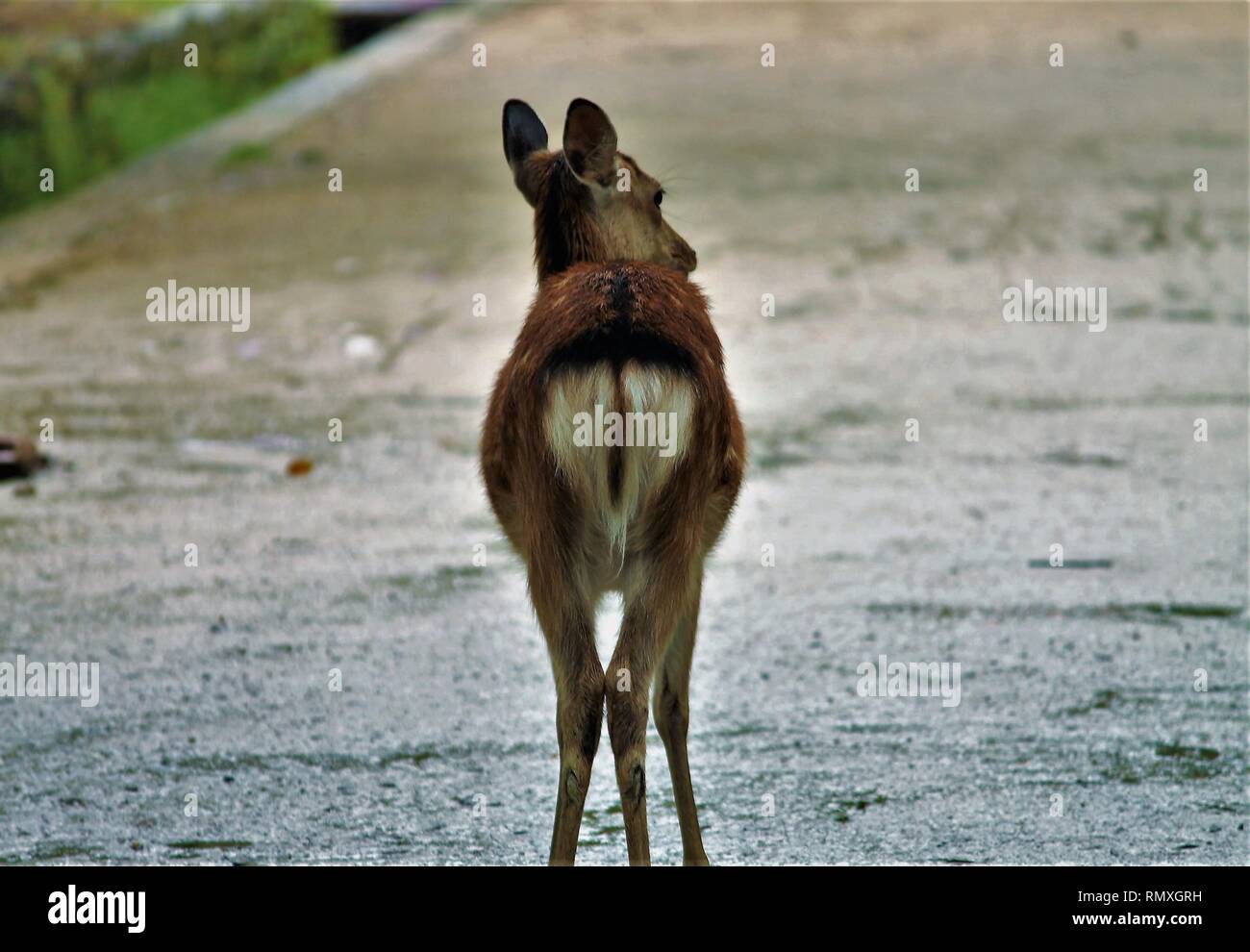 Hirsch von der Rückseite wandern in Nara Park, Japan. Stockfoto