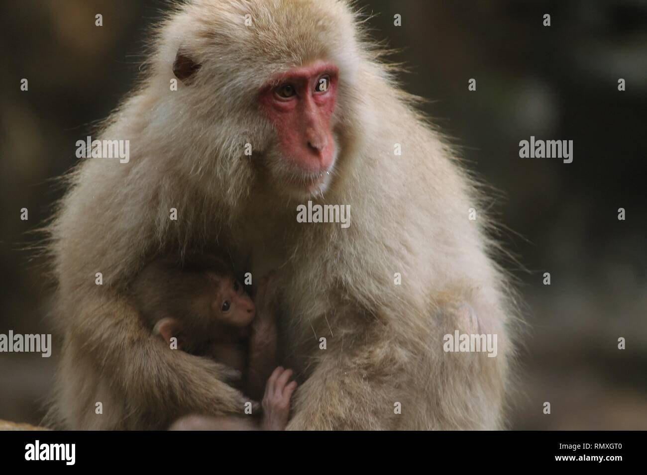 Japanischen Makaken mit Baby macaque Stockfoto