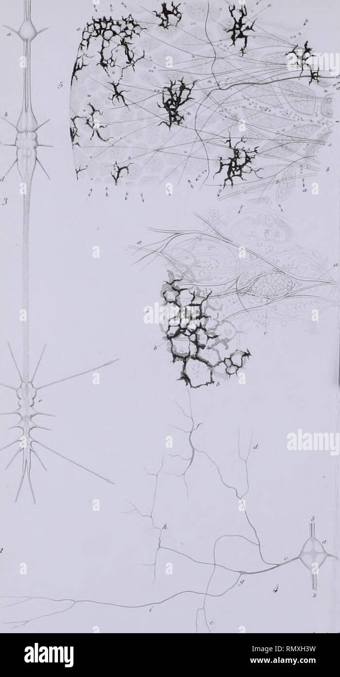 Annales Des Sciences Naturelles Wmr Na J Rn Ooi 7 L S Ri K Ich U R A F S Tw I Ire 7 F Ai Ii I X
