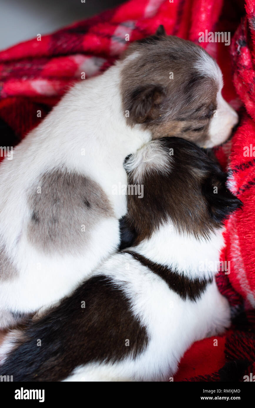 Zwei sehr junge Welpen schlafen zusammen in eine Decke gekuschelt. Stockfoto