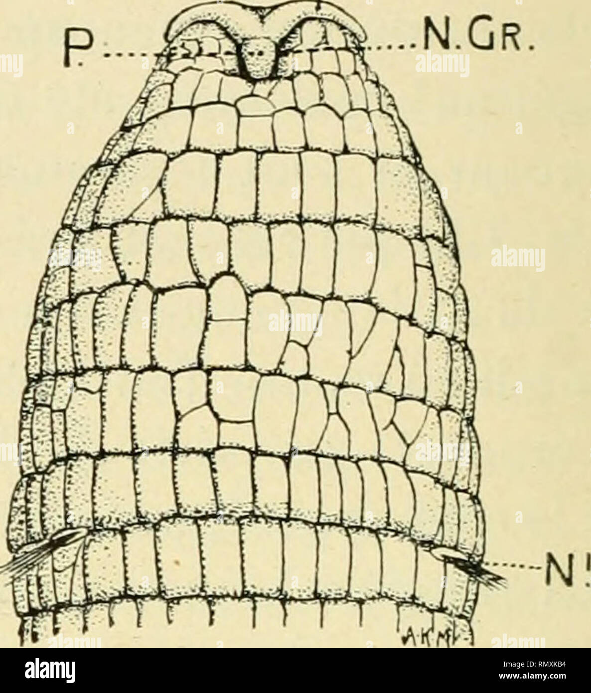 . Annales des sciences naturelles. Zoologie; Biologie. Abb. 1. - Vue de la Face antéro - Ven-trale de la Partie antérieure du Corps de A. pusilla Quatrefages. Dans cette Abbildung, toutes les Parties, Sauf le Pro - tomium, sind vues un peu de raccour-ci, pour faire voir Le lobe Médian (M) et les Lappen latéraux (L) du prostomiuni. M.GR. sillon métastomial. MO. Bouche. NRi, Premier neuropode. Grossisse-: 8. Abb. 2. - Vue de la Face dorsale de l'ex-trémité antérieure du Corps de A. pusilla montrant les deux Lappen latéraux (L), largement divergents, et la Partie mé - Diane postérieure (P) du pro Stockfoto