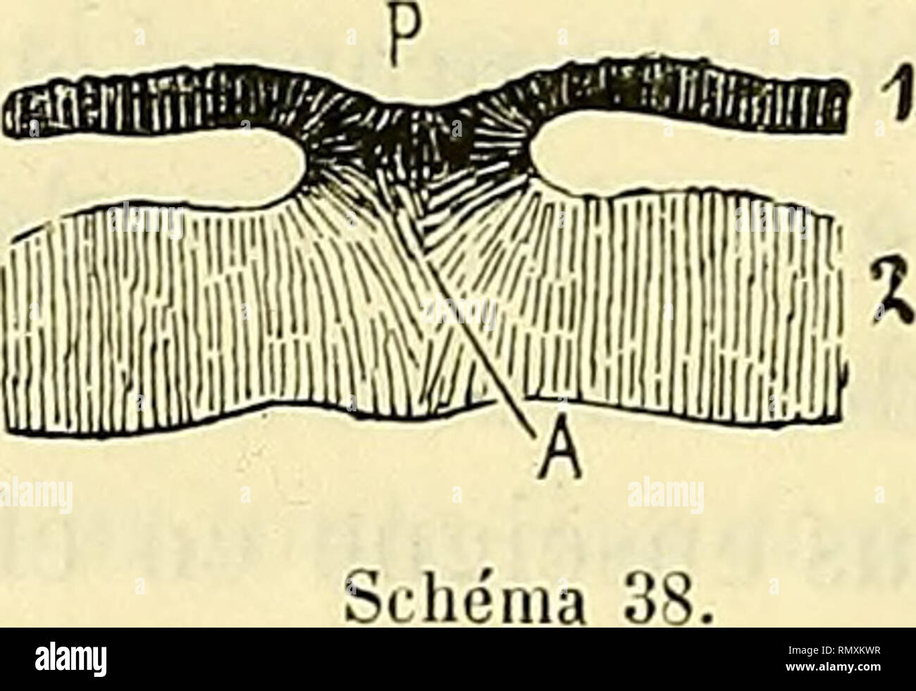 . Annales des sciences naturelles. Zoologie; Biologie. Donne le schéma 38). Dans ces Bedingungen, l'entoderme Pri-mitif se dédouble, comme pour la Série de Zahlen schéma - tiques 34, 35, 36; seulement, Puisqu'il y a Entre les soudure moitiés droite et gauche, au lieu de deux Plaketten ectodermo - entodermiques (A, Abb. 36), nous Aurons une seule Masse mediane ectodermo - entodermique (A, schéma, 39). Jusqu'Ici les choses sind absolument Comparables, chez le Poulet et La Grenouille; auf Elles peut dire qu'sind identiques, en faisant Abstraction du fait de la soudure de l'Drossel rusconien Linéaire. Ma Stockfoto