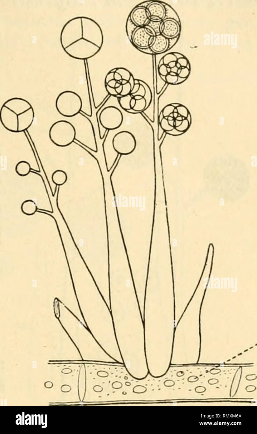 . Annales des sciences naturelles. Pflanzen, Biologie. Beitrag A L ÉTUDE DE rentes Mucorées MORTIERELLEES 11, en suv pailiciilier v M//225/33 s/ercoreus, qui, envahi par ce eliamj) Ignon, meurt ientement. Par l'Aspect, La Taille et les ramilicalions des hyphes, Il est très semblable au Précédent. Les hyphes sind remplis de Protoplasma semblable à une ('? mulsion Pres (} ue teinlé incolore, à Peine de Gris. Les hyphes sind quelquefois lamiliés en Fourches, à la base. Les sphères conidiennes ont à peu près la Même-irosseur, Mais ne renferment que i, C) ou 7 conidies; Mais par Suite de leur Petit n Stockfoto