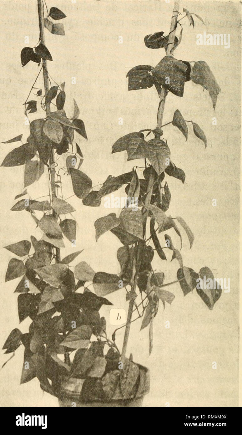 . Annales des sciences naturelles. Pflanzen, Biologie. 28 L. GUIGNARD l peu près également développées Abb. 5). Le greffon. ?? M Abb. ;&Gt;. / D'un Pied de Phaseolus lunalus Greffe avec Haricol> li Soissons. -A droite, b, bourrelet (gros assez à paraissant Ursache du Dichtmasse qui l'entoure); au-dessus du greffon bourrelet, constitué bei Negri par le Weisse de Soisson> wichtige des gousses: - à gauche, Au-dessus du bourrelet, Äste du Sujet ou Ph. lunalus Wichtige de nombreuses feuilles. PORTAIL 7 gousses, donl plusieurs Voisines de la maturité.. Bitte beachten Sie, dass diese Bilder extrahieren Stockfoto