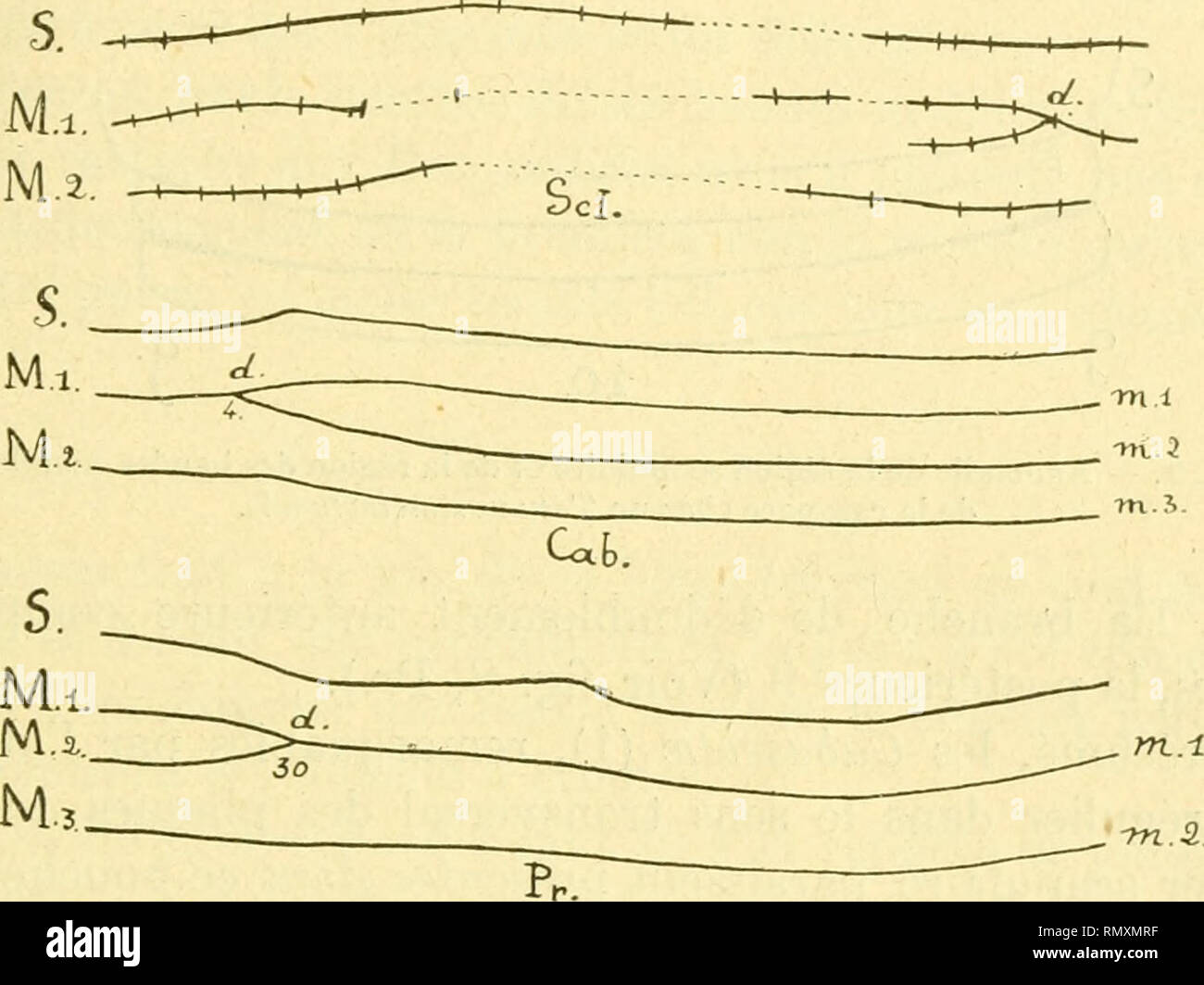 . Annales des sciences naturelles. Zoologie; Biologie. LES AFFINITES DU'SCLEROPLEURA BRUNETI" .367 chez le Priodontes, voici ce que j'ai observé Chez quelques individus: (Art.-Nr. 1885-389. Sammlungen d'Anatomie comparée.) 12 bandes Handys. Aucune des Bandes Handys n'est dédoublée, mais La Dernière rangée de Plaketten du bouclier scapulaire Test des Deux côtés de Façon à peu Près: symétrique dans la région. Abb. 8. - Dédoublement de la première Bande mobile Chez quelques éma Tatous (Sch.) Mediane dorsale, Compte 13 Plaketten; des Deux Plaketten extrêmes de cette Série partent à droite Deux rangé Stockfoto