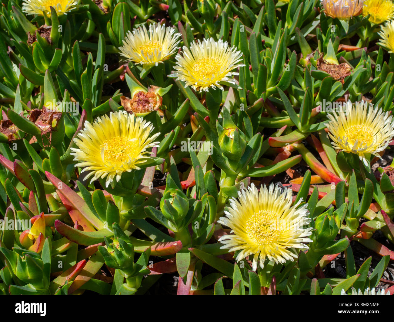 Blühende Salz bush (sonst als Eis Bush bekannt) auf der Alentejo Küste in Portugal. Salz Bush ist eine invasive Weed aus Südafrika. Stockfoto
