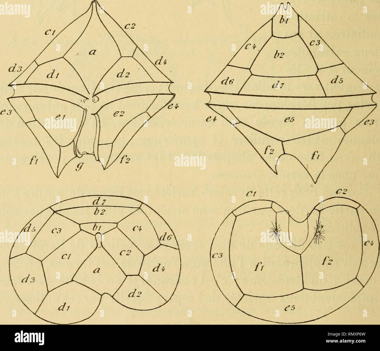 . Annales des sciences naturelles. Zoologie; Biologie. 999 E. FAURE - FREMIET nommé et espèces décrit comme Un certain Nombre de Formes dont Il a précisé La diagnostizieren. Au point de vue de la Disposition des Plaques, Les espèces du groupe divergeas sind identiques à Celles du groupe Tabula-tum; Elles ne diffèrent de ces Dernières qu'en un-Nummer: les Plaques F1 und F2 prennent une forme Conique mehr oder weniger accentuée, formant ainsi à la Partie inférieure de l'organisme Deux prolongements divergents mehr oder weniger Longs et plus ou moinsgrèles, maisbiendistinctsdescrêtesdentiformesque portent ces mêm Stockfoto