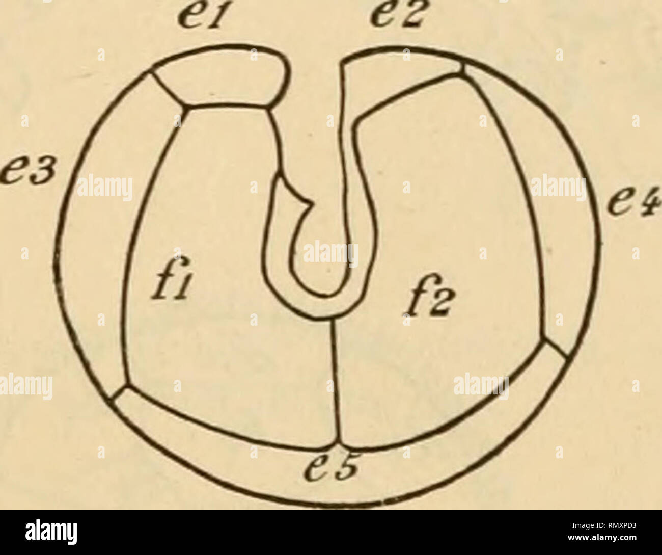 . Annales des sciences naturelles. Zoologie; Biologie. di d2 e2. Abb. 5. - Peridinium ovation Pouchet. X600 D. Gesichter ventrale et dorsale, apicale ut antapicale. L Pôle apikalen forme une saillie et le Pôle antapieal Porte deux Pointes aiguës. La Disposition des Plaques et régulière est très très symétrique; Elles ne présentent aucune Struktur; les Linien de Naht sind Lisses et nicht saillantes. La pjaque D5 mesure Environ 35j. À sa Base. Cette espèce a été décrite à Marseille par Pouchet, Sous Le nom de Protoperidinium ovalum (1884, Abb. 13) et par Schiitt (1895, PI. XVI., Abb. 49) sous le n Stockfoto