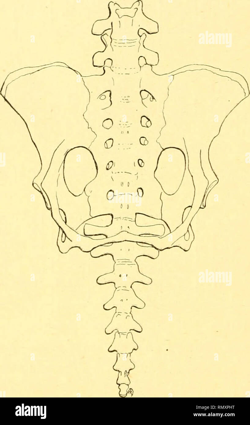 . Annales des sciences naturelles. Zoologie; Biologie. 246 R. ANTHONY qui ' |); ir-l'ensemble de ses caractères, se rapproche beaucoup (Le celui de TAï et s'éloigne&lt; le Celui de TUnau. Il eût été Bon. Ijche eût indiqué que ce caractère wichtig. 20. - Lira (/i/Eiter sp^IJassin et sacroeoccyx. Vue anlrrieure. avec plus de Précision, en Donnant]) ar Beispiel quelques mesures. Le Bassin de VHapalnps est assez Bien 1611, et, Scott donne une excellente Abbildung de Celui tun. VHr/PRF/o/js Tîuetimet/en Amegli. Sui-la&lt; pielle auf peut se Loin compte Que, Tout en Ayani des Ailes élargies, le bassin de Stockfoto