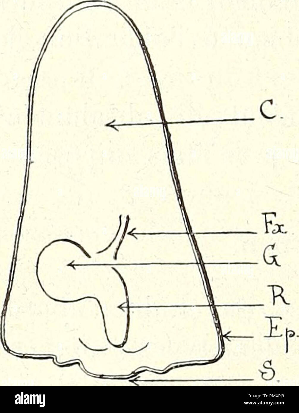 . Annales des Sciences Naturelles Botaniques. 214 C.L. GATIN CHAPITRE III étude de la Keimung de l'ARCHOATOPHOEMX CUNNINGHAMIANA W. et Dr. et du PHOENIX CAAAR 1 EIVSIS Hort. § 1. - Beschreibung de l embryon. A. Archontophoenïx Cunriinghamiana. La Graine de mûre YArchontophoeriioe Cunmnghamiana W. et Dr. est de forme ovoïde et possède un-Eiweißes ruminé. Elle provient du Développement d'un anatrope Samenanlage, Sohn micropylo est donc Voisin de Sohn hile, et c'est par conséquent près du point d'Attache La Graine que nous Allons trouver de l'embryon. Celui-ci (Abb. 6) Eine la forme d'un cône dont la base Est Stockfoto