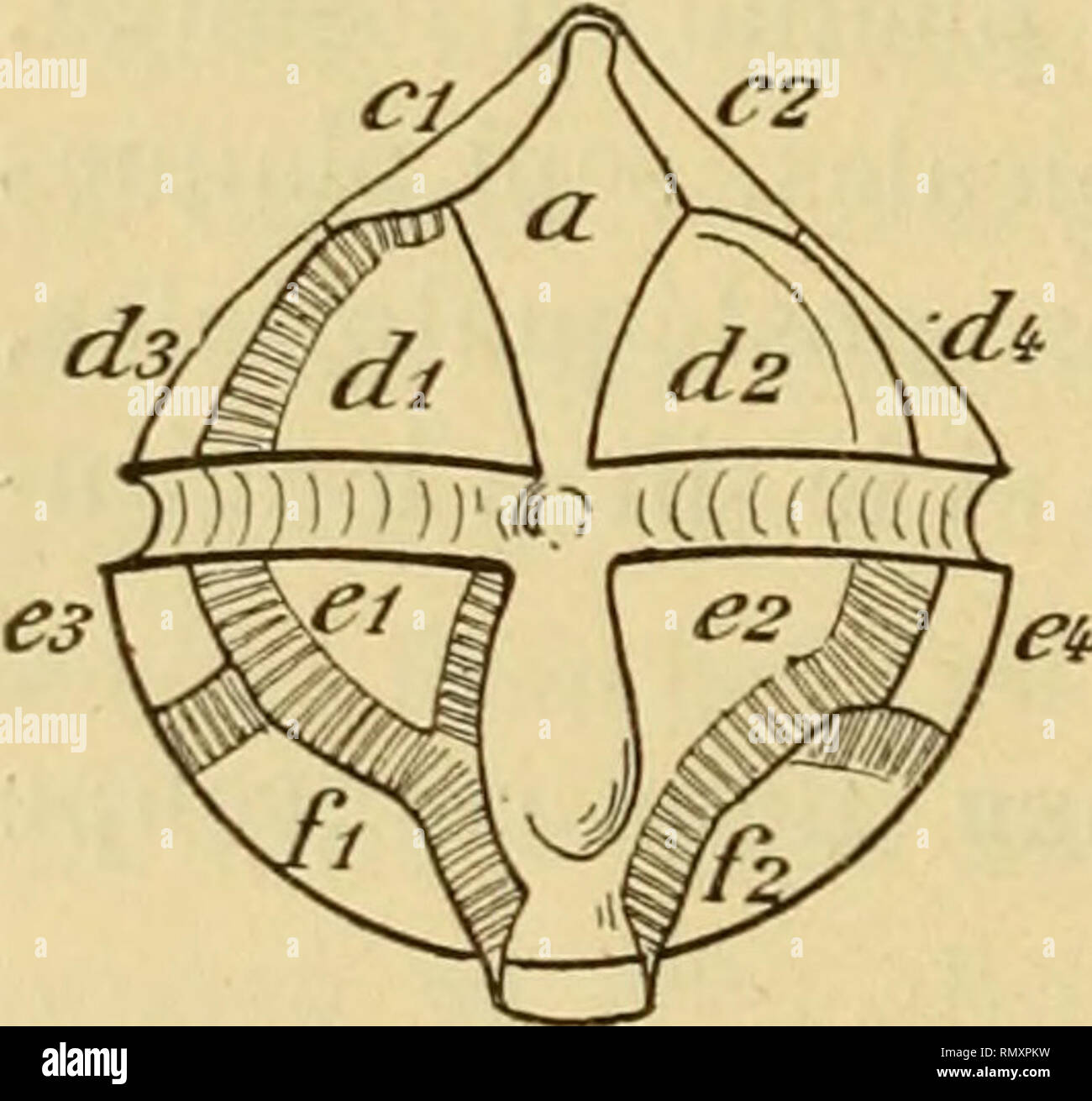 . Annales des sciences naturelles. Zoologie; Biologie. 216 E.FAU RE-F REMI ET par Le Sillon transversal, dont l'extrémité droite, légère- infléchie, se Termine un peu au-dessous de l'extrémité gauche. Le Sillon längs Profond et régulier s'élargit légèrement dans la région Gauche; Il est postérieure bordé de chaque Côté par un Léger rebord. Les Deux côtés du Sillon trans-versal sind Lisses et peu saillants. Les Plaques sind finement limitées réticulées et par une côte Lisse très peu saillante. Leur Disposition est assez régulière; la Plaque D2 est pourtant un peu plus Petite que la Stockfoto