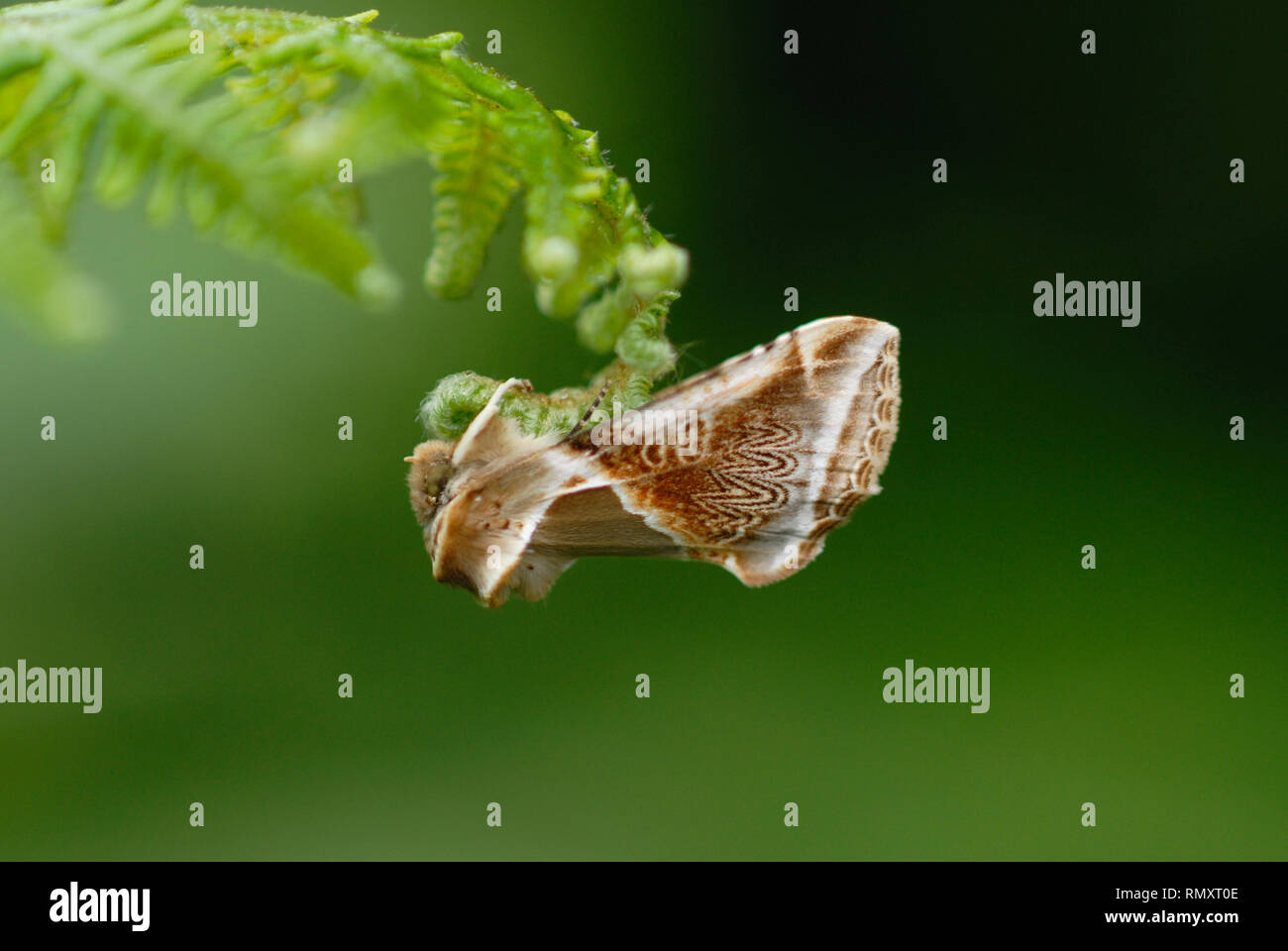Buff (Habrosyne pyritoides Arcbes Motten) Stockfoto