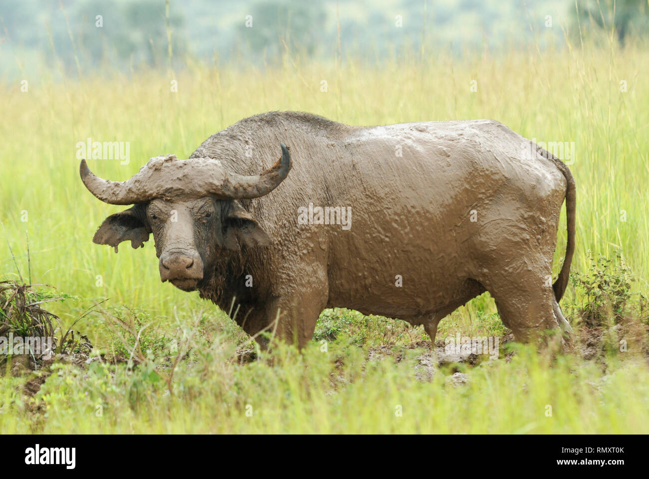 Muddy afrikanischer Büffel (Syncerus Caffer) nach dem Suhlen Stockfoto