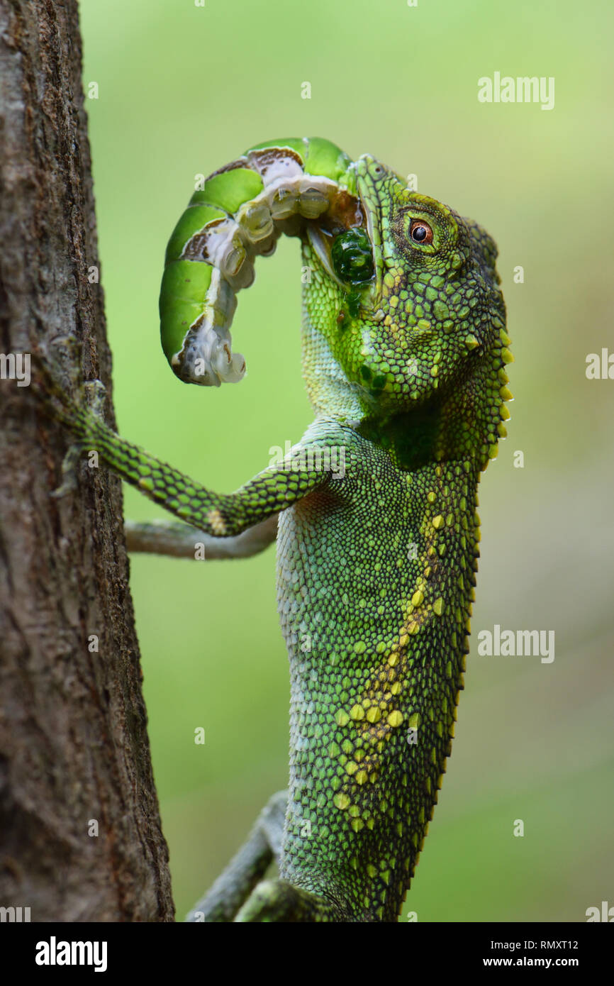 Okinawa Baum Lizard (Diploderma Bell) Essen ein Caterpillar Stockfoto