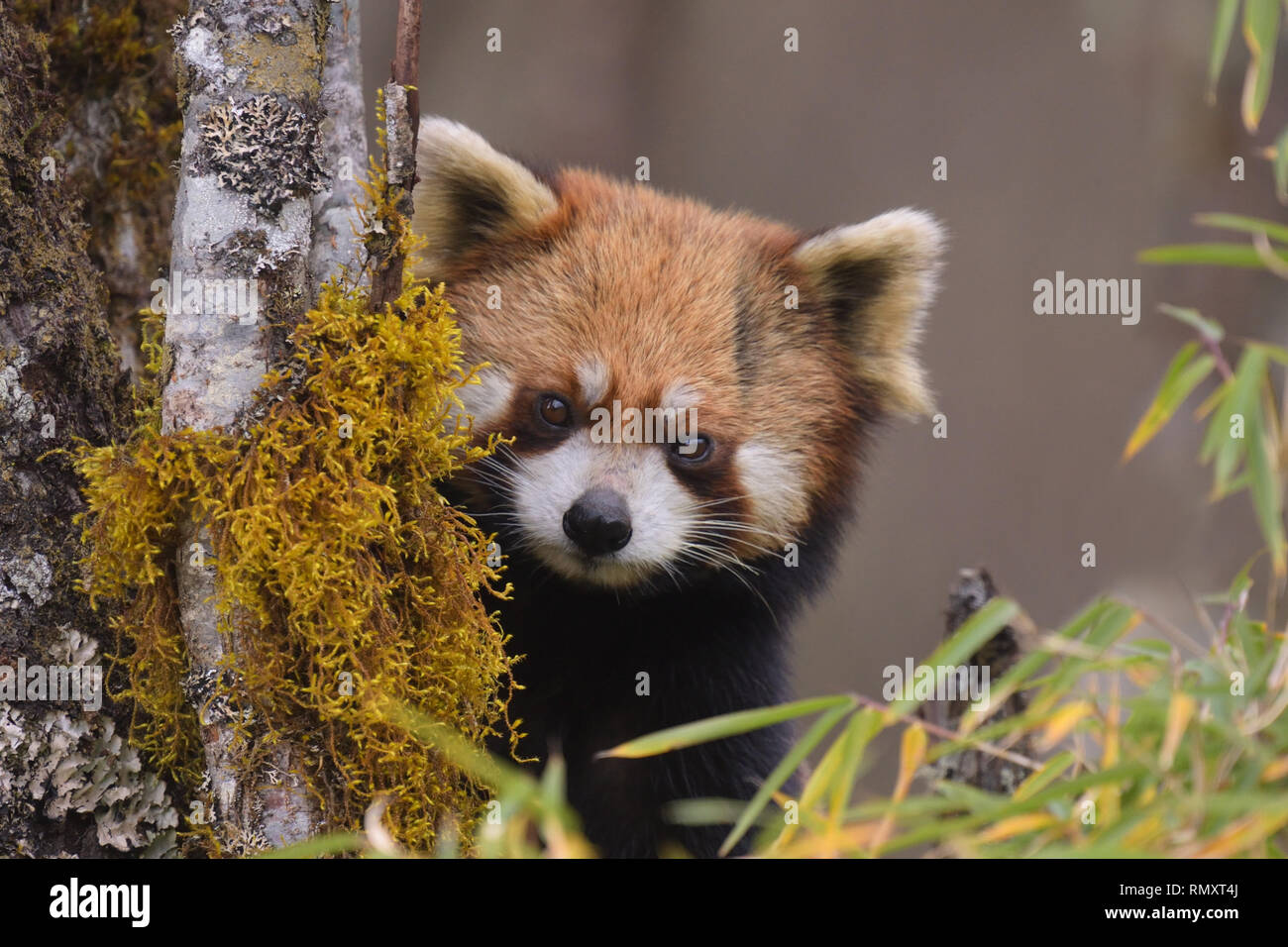 Süße kleiner Panda (Ailurus fulgens) Stockfoto